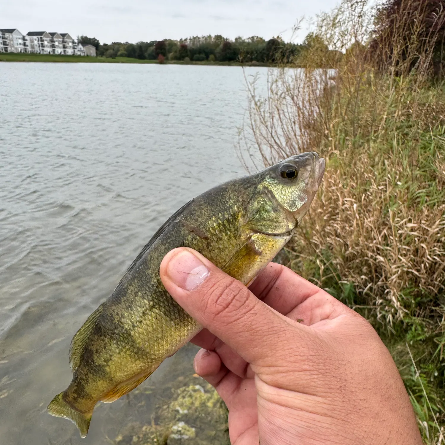 Yellow perch caught on Fishbrain