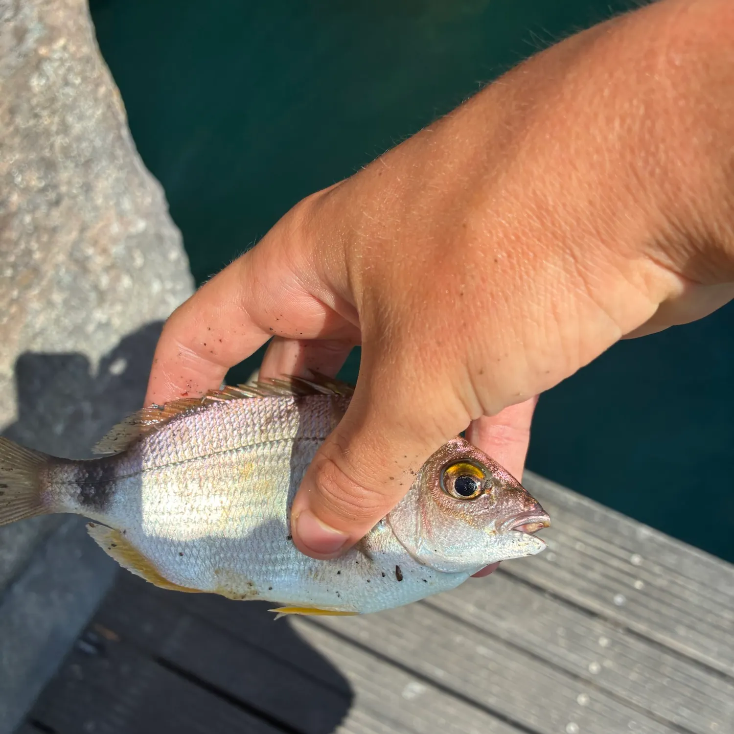 The most recent White seabream catches on Fishbrain