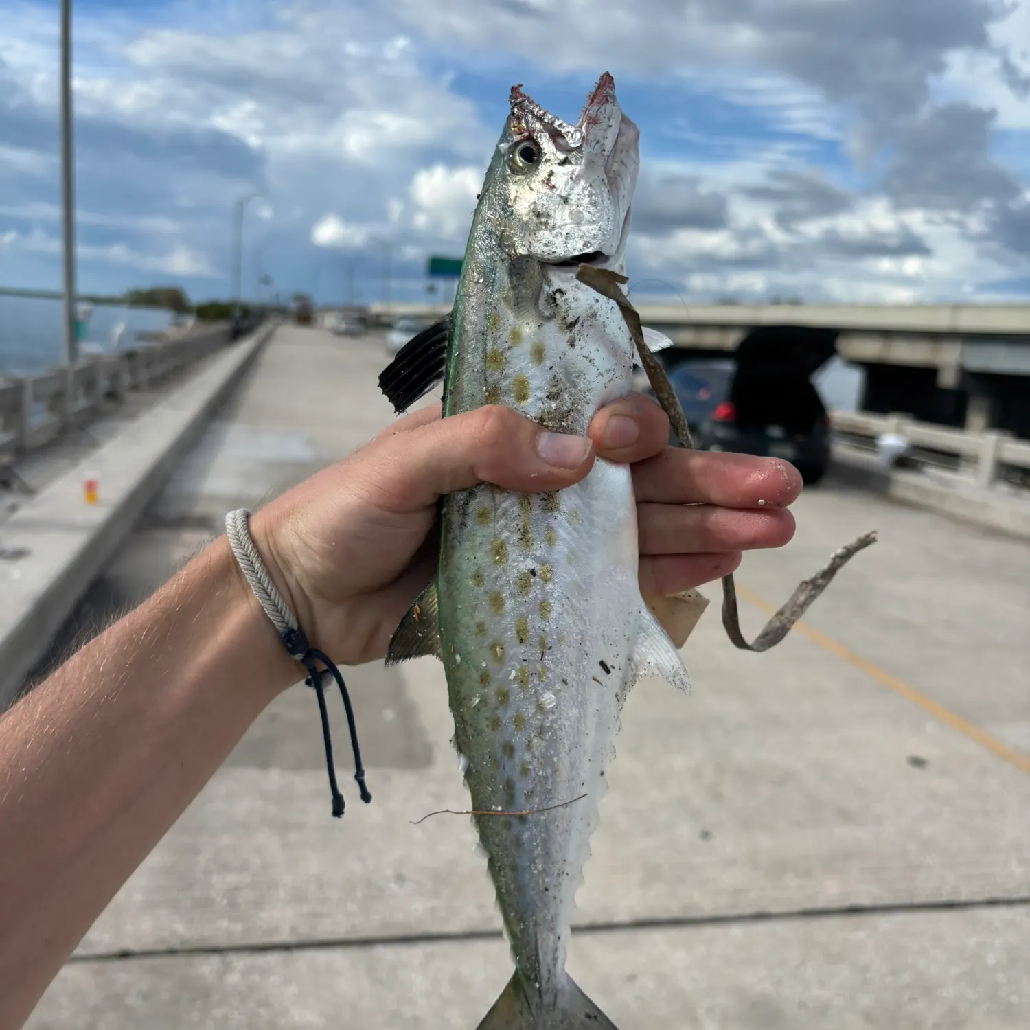 Spanish mackerel caught on Fishbrain