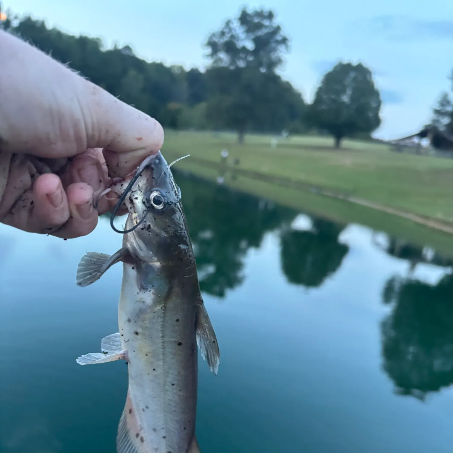 Channel catfish caught on Fishbrain