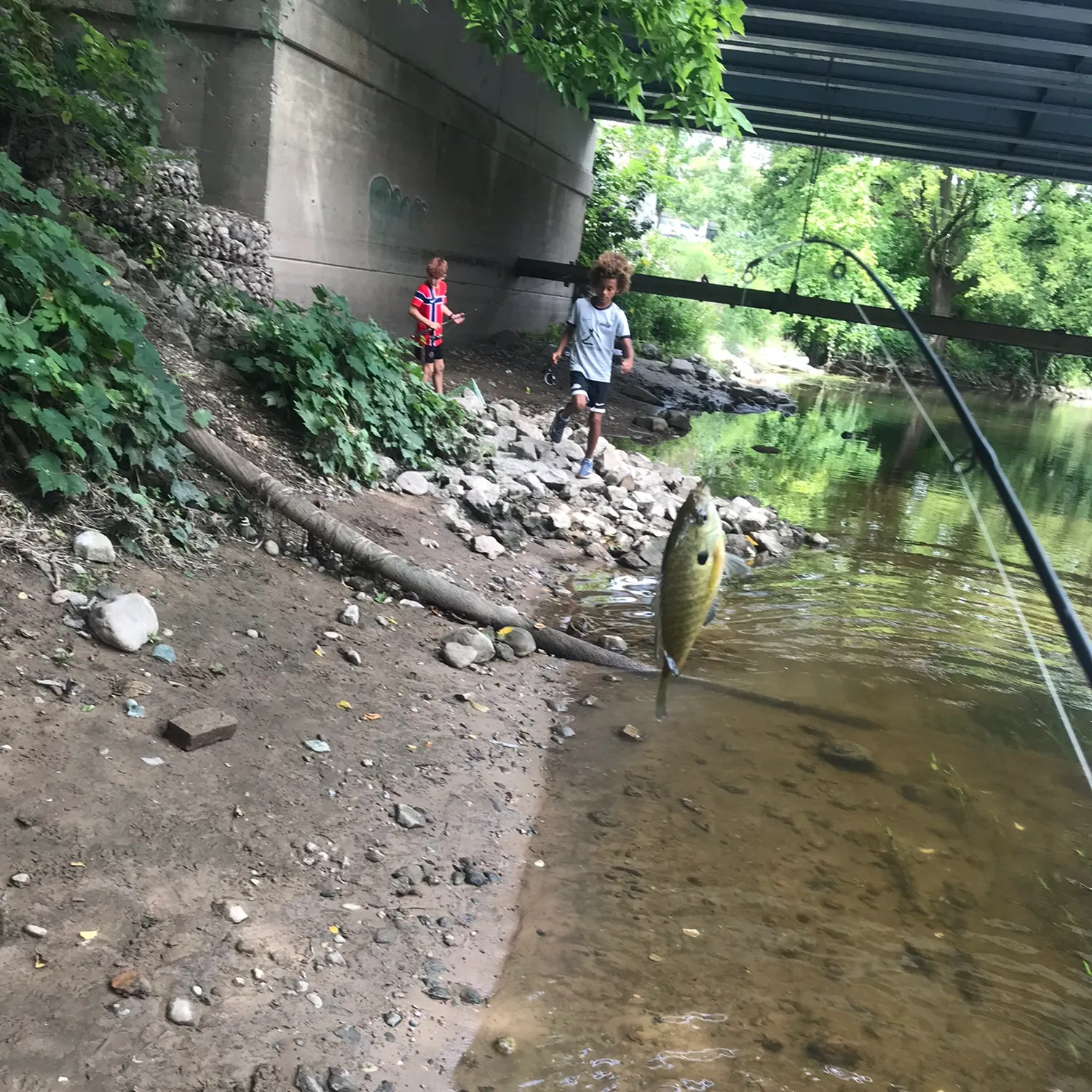 The most recent Spotted sunfish catches on Fishbrain