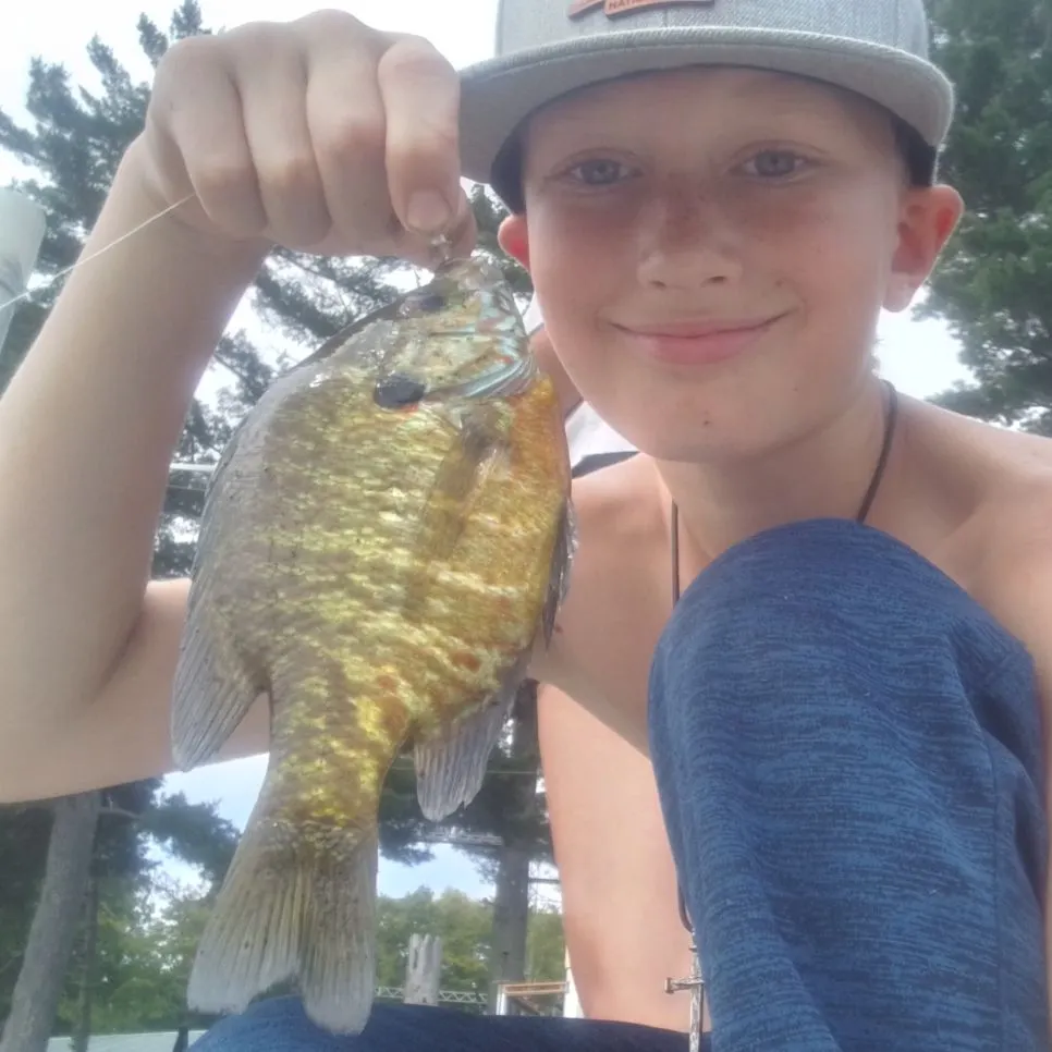 Pumpkinseed caught on Fishbrain