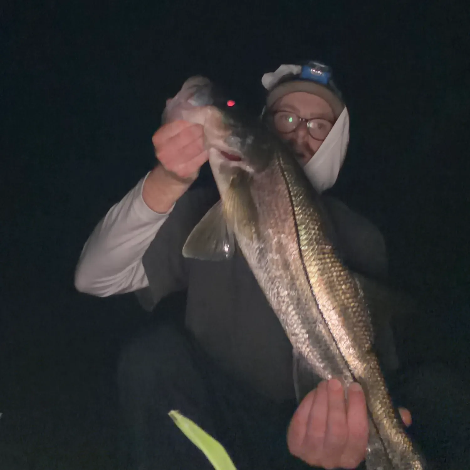 Common snook caught on Fishbrain