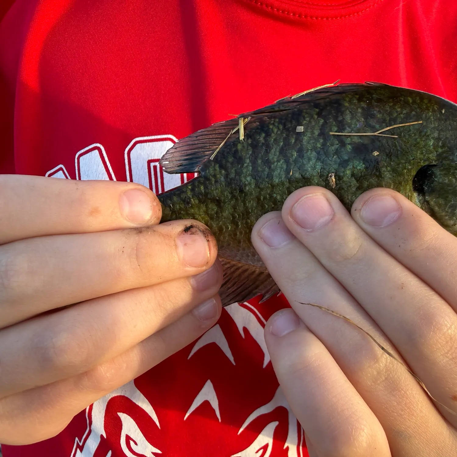 Bluegill caught on Fishbrain