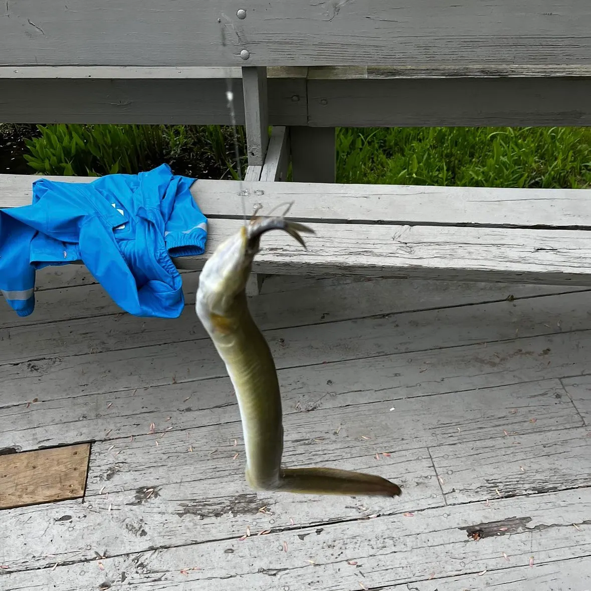 The most recent American eel catches on Fishbrain