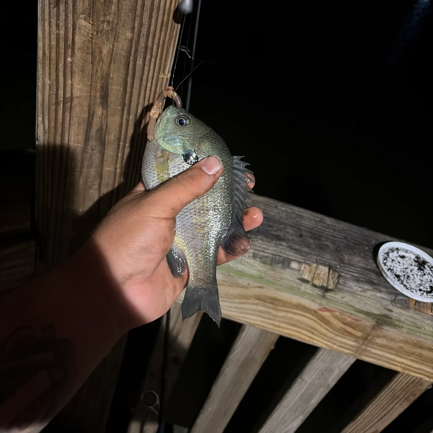 Bluegill caught on Fishbrain