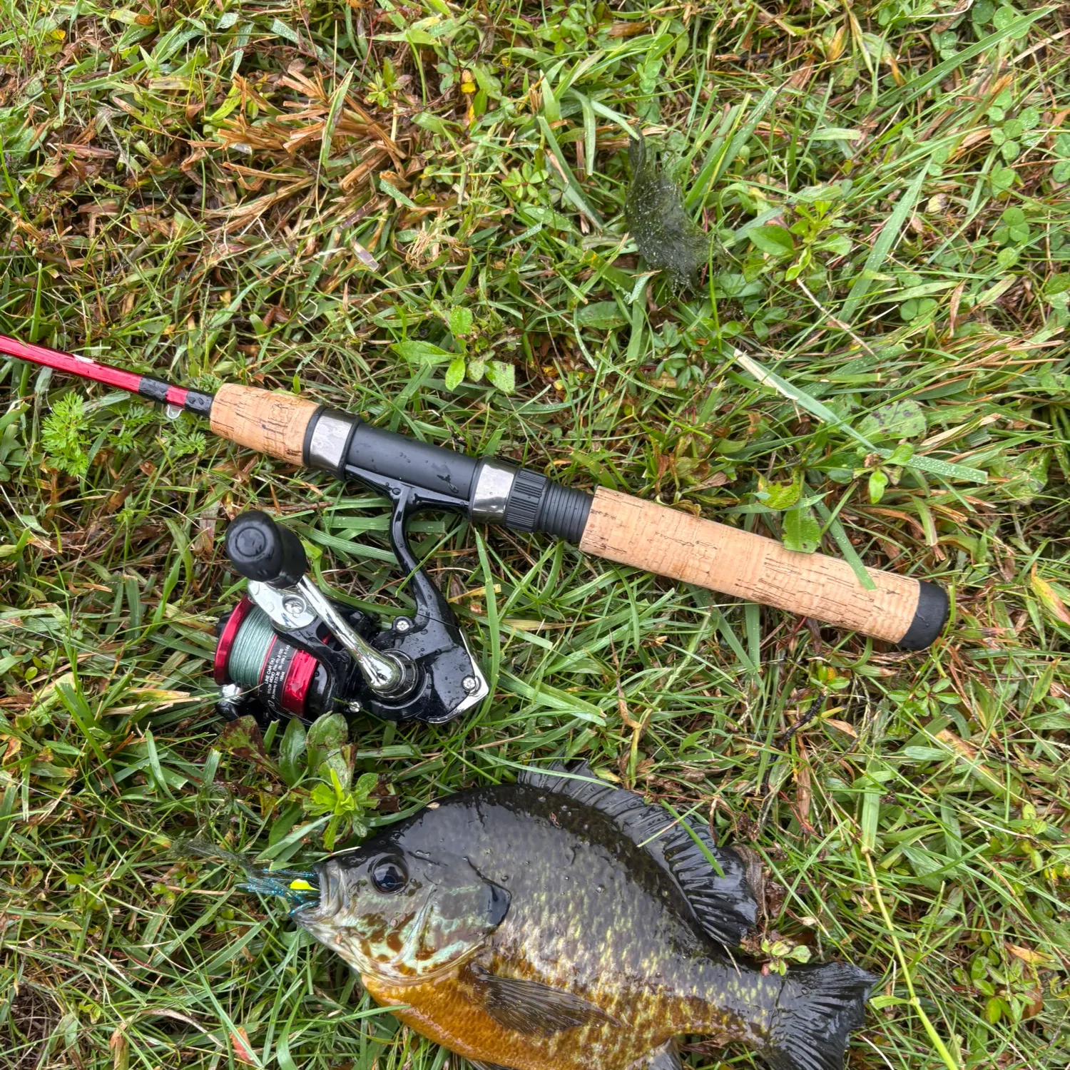Pumpkinseed caught on Fishbrain