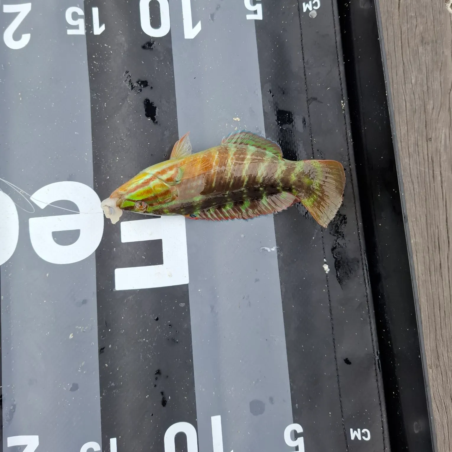 Gunther's wrasse caught on Fishbrain