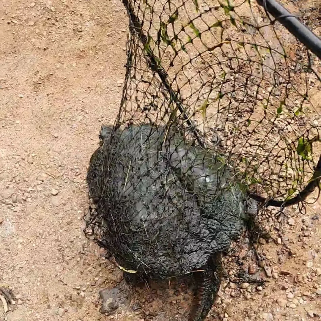 The most recent Common snapping turtle catches on Fishbrain