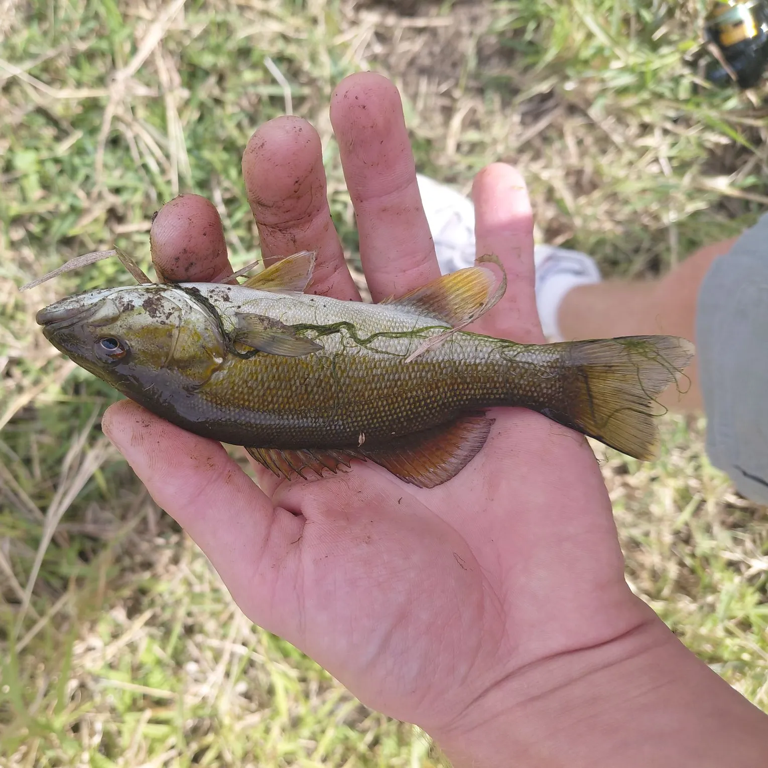 Smallmouth bass caught on Fishbrain