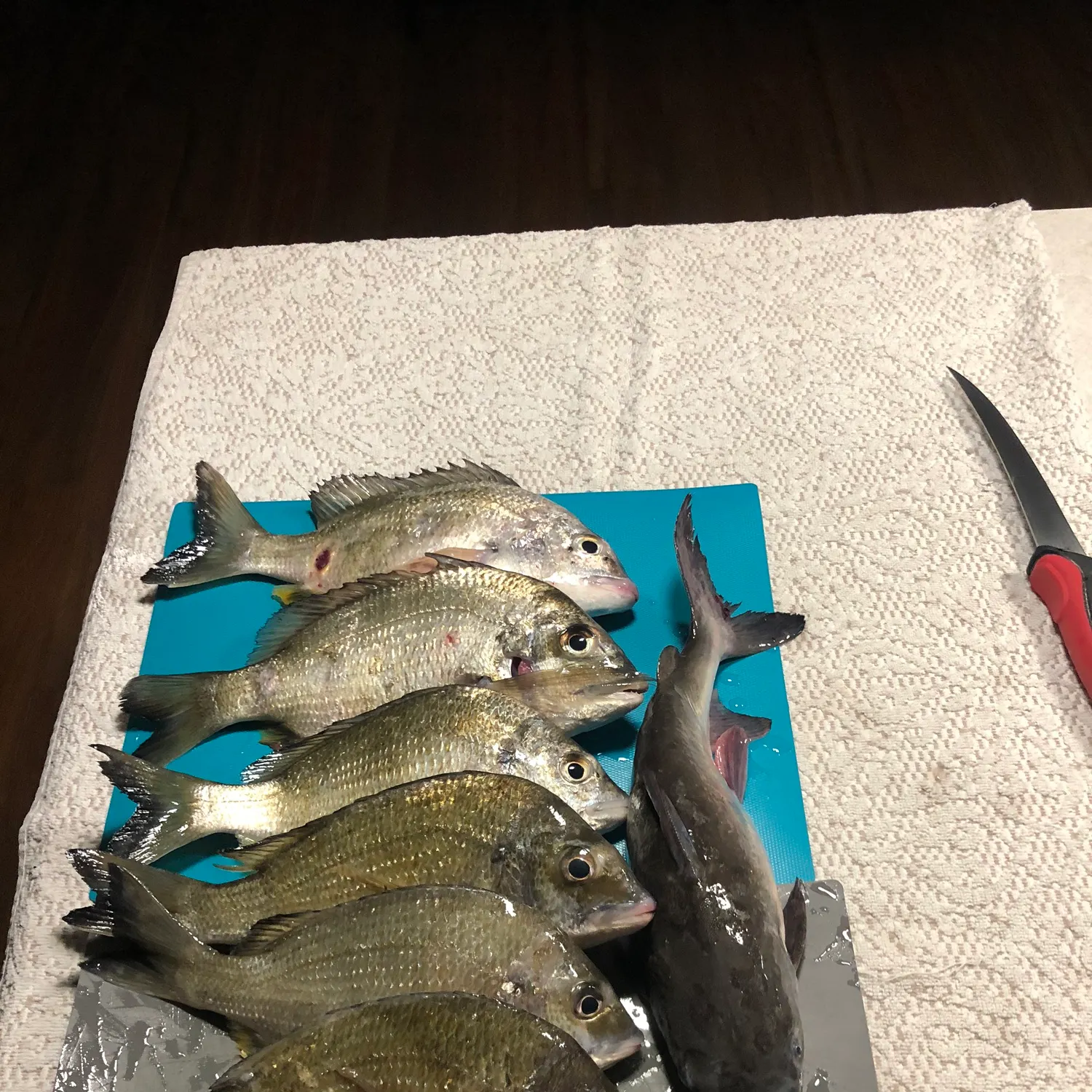 recently logged catches