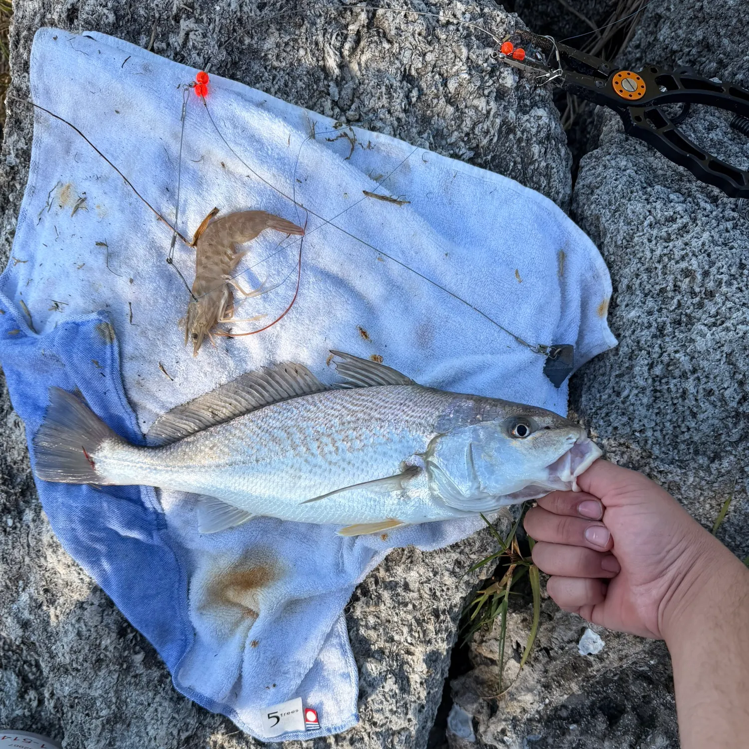 The most recent Atlantic croaker catches on Fishbrain