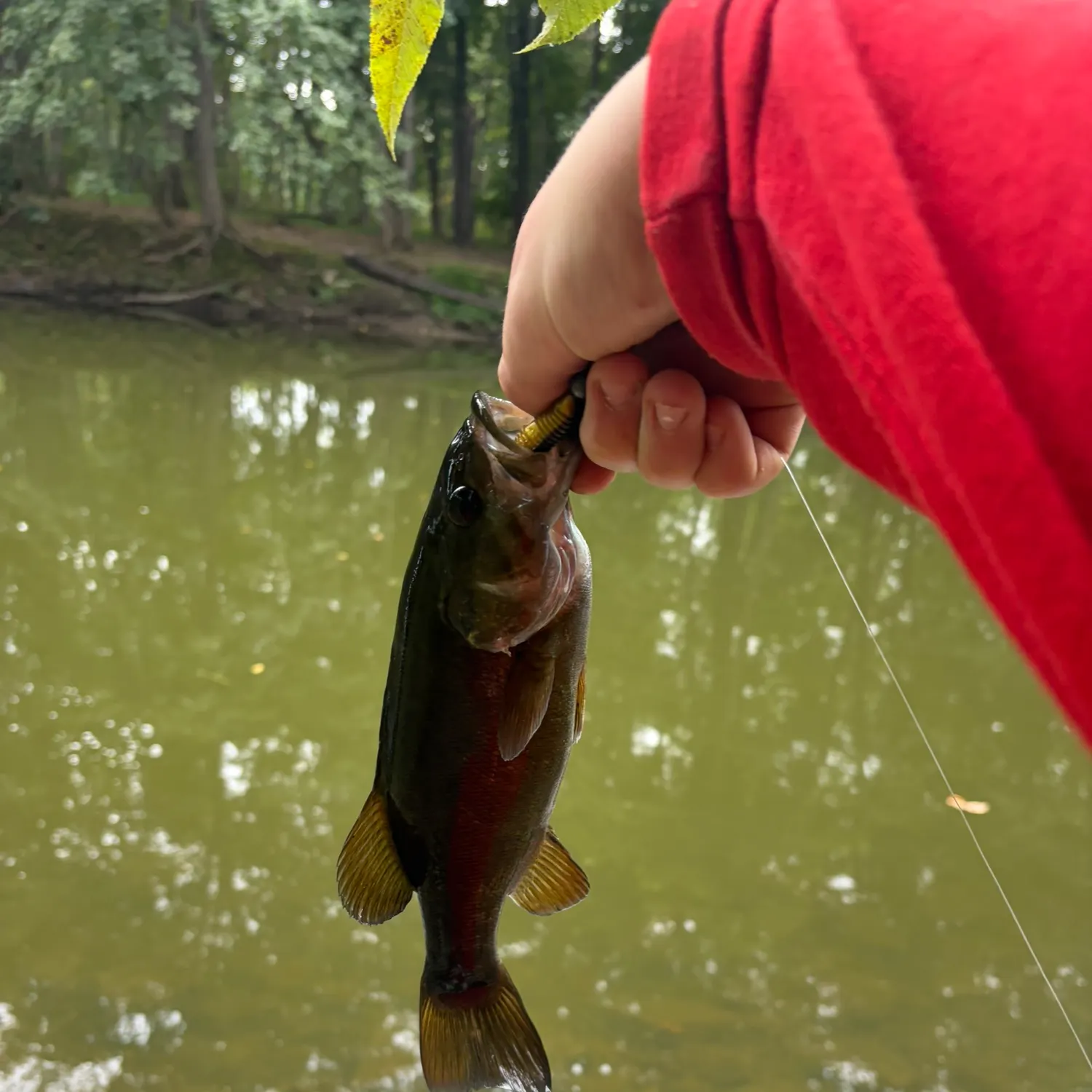 Smallmouth bass caught on Fishbrain