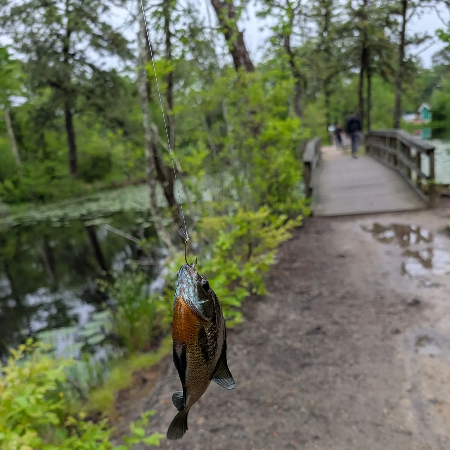 catch