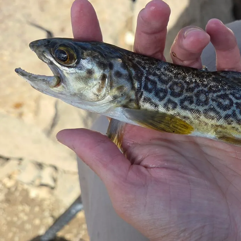 Tiger trout caught on Fishbrain