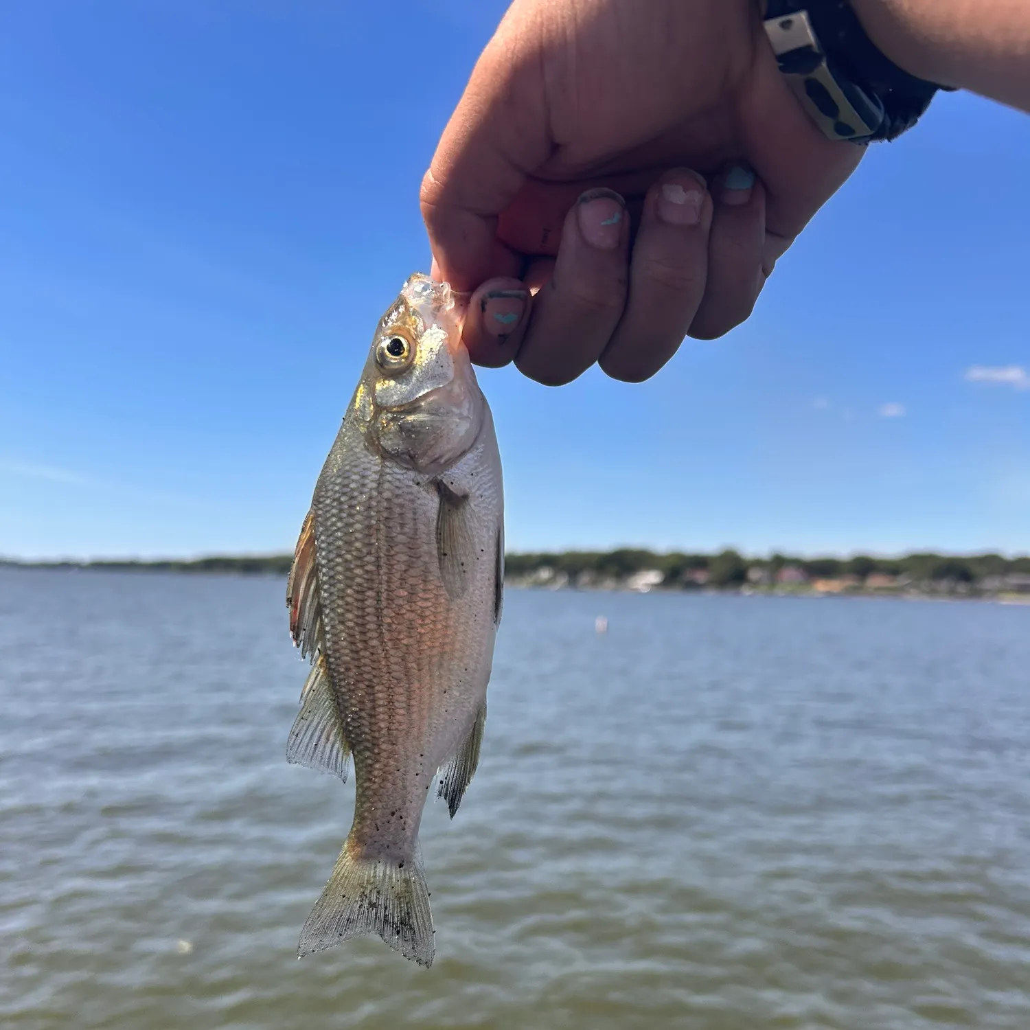 White perch caught on Fishbrain