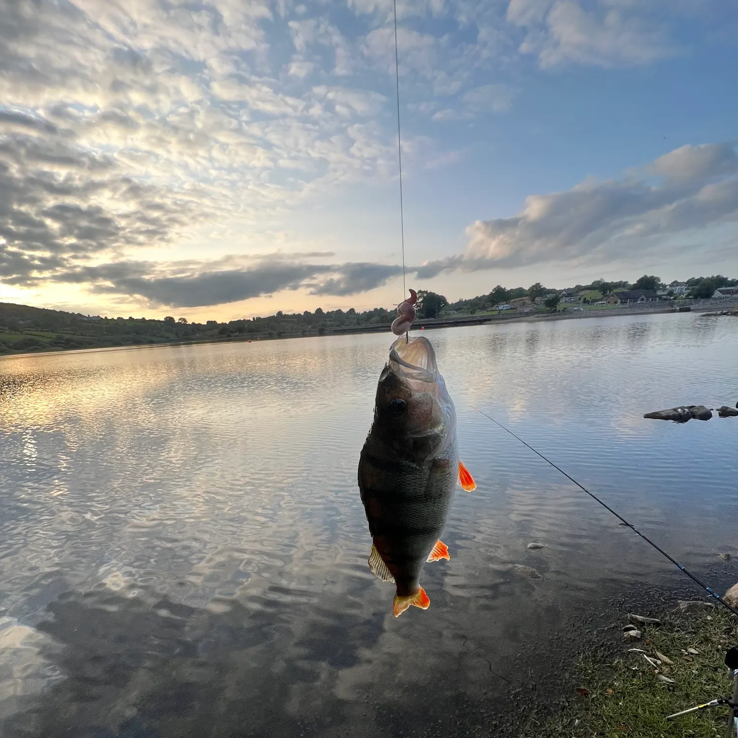 European perch caught on Fishbrain