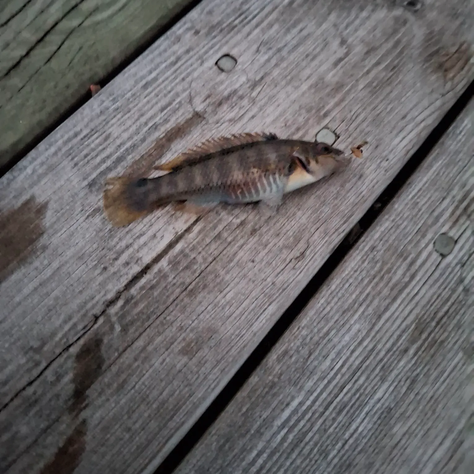 The most recent Goldsinny-wrasse catches on Fishbrain