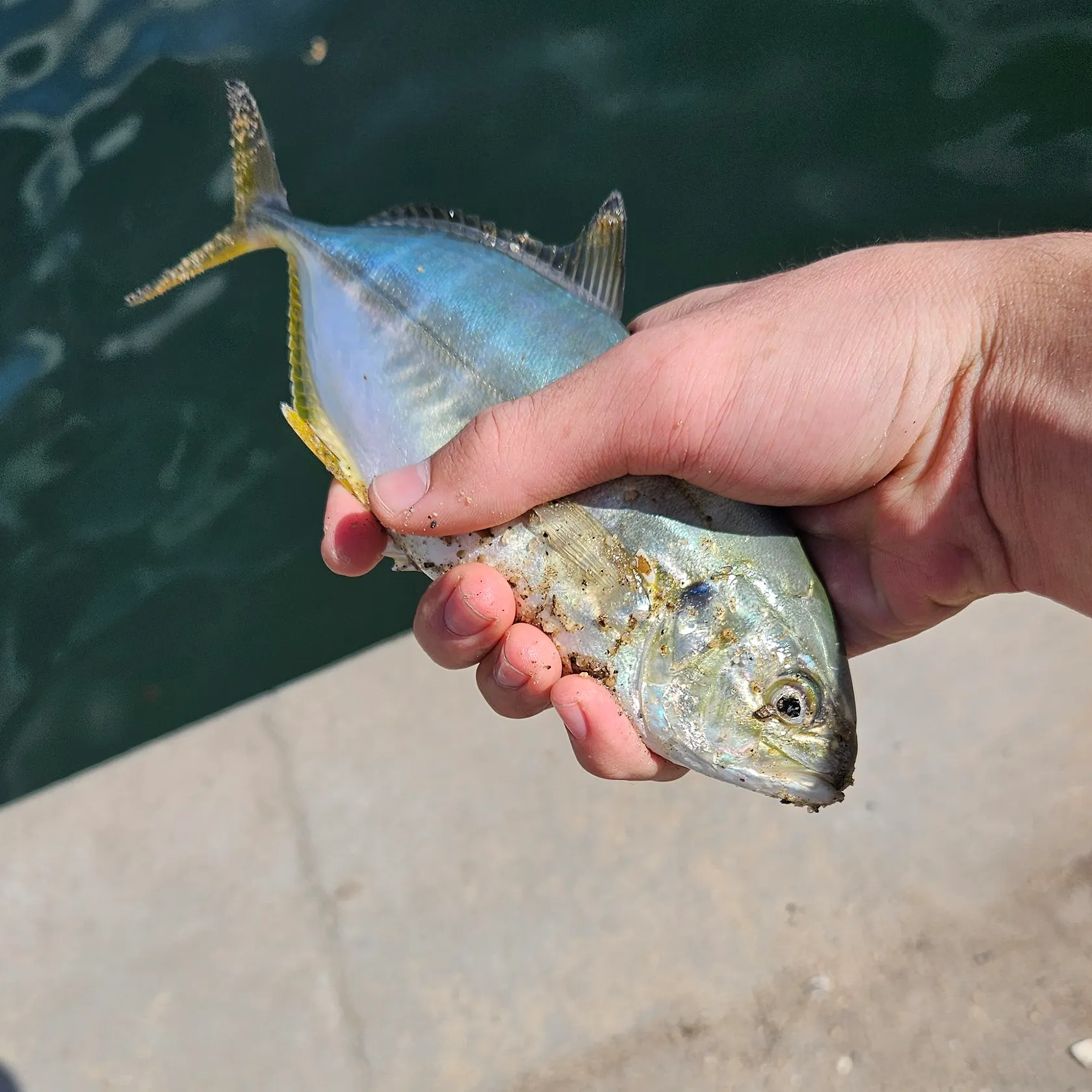 Blue runner caught on Fishbrain