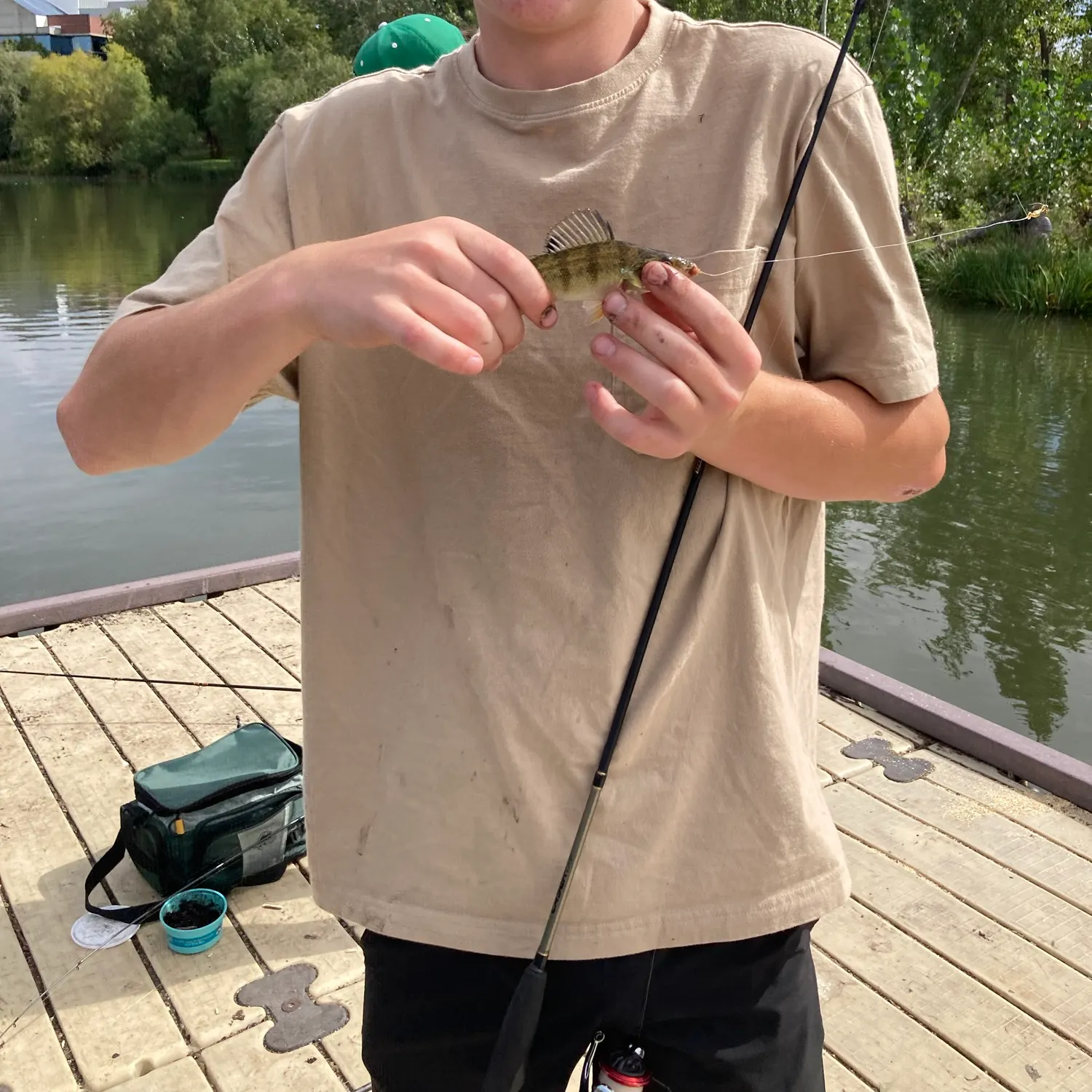 Yellow perch caught on Fishbrain