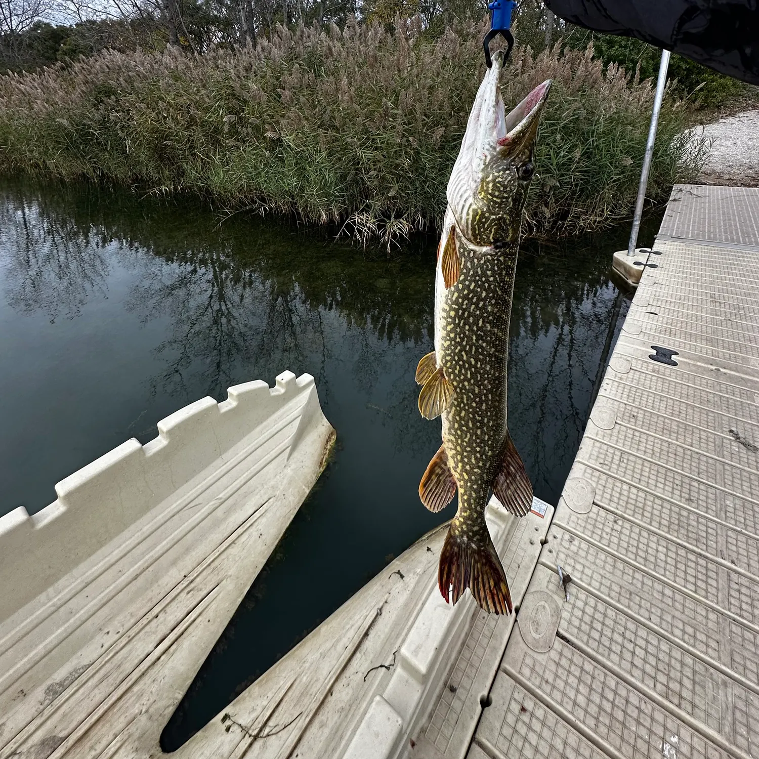 Northern pike caught on Fishbrain