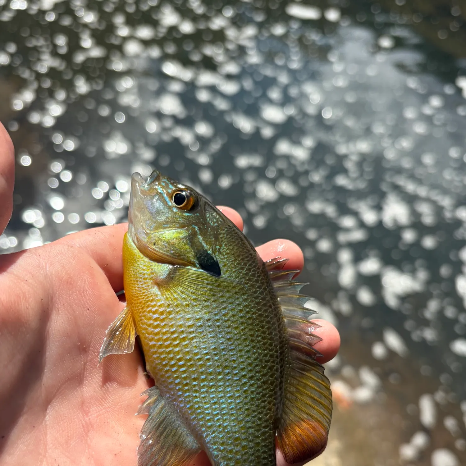 Redbreast sunfish caught on Fishbrain