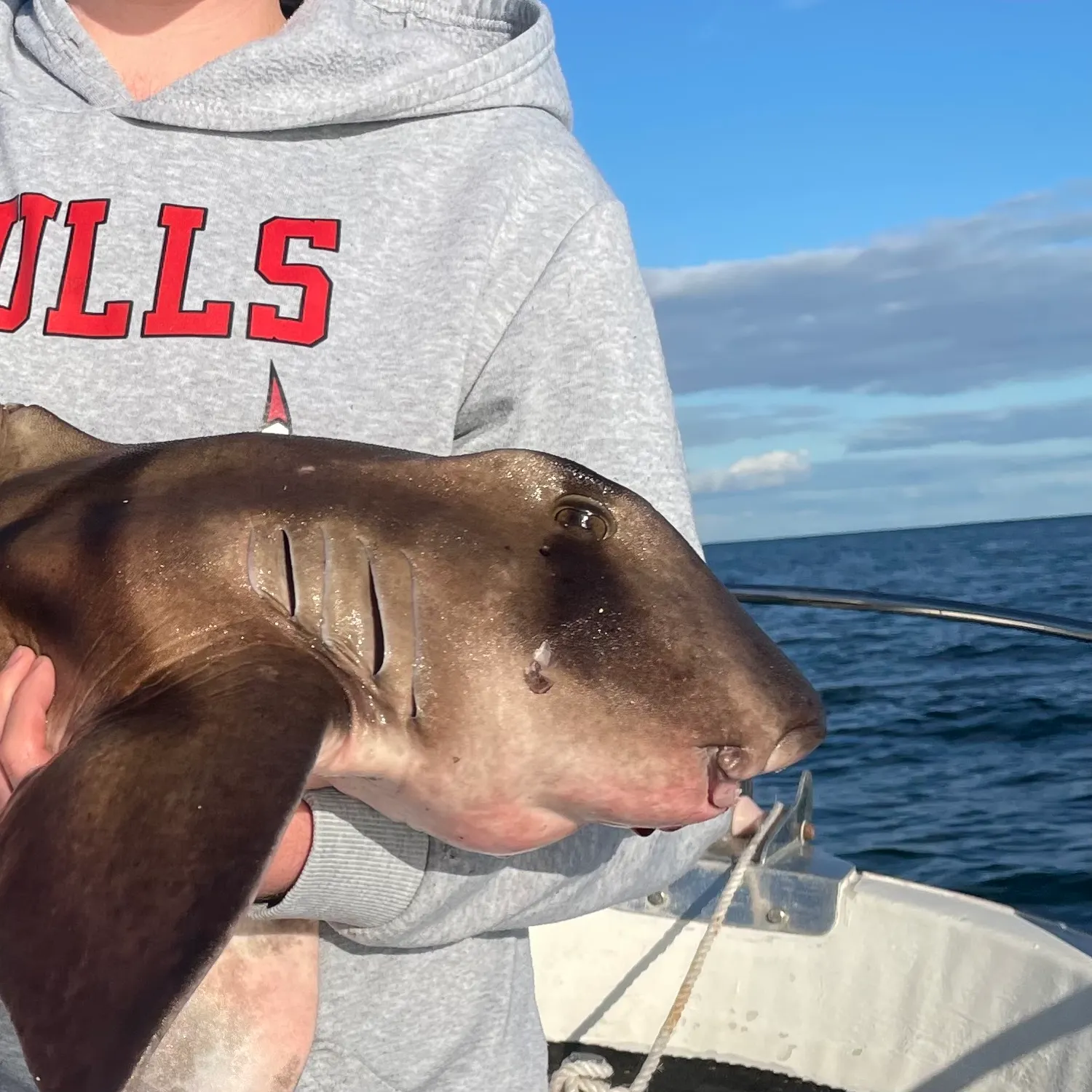 Australasian snapper caught on Fishbrain