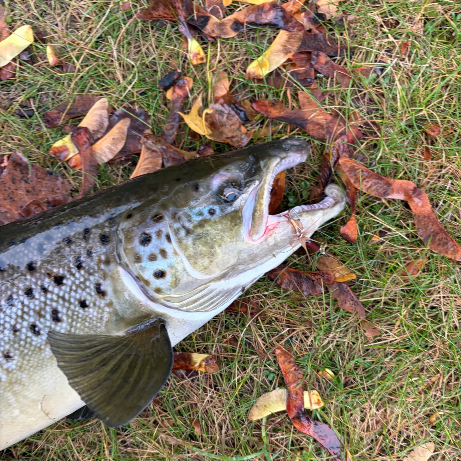 Landlocked atlantic salmon caught on Fishbrain