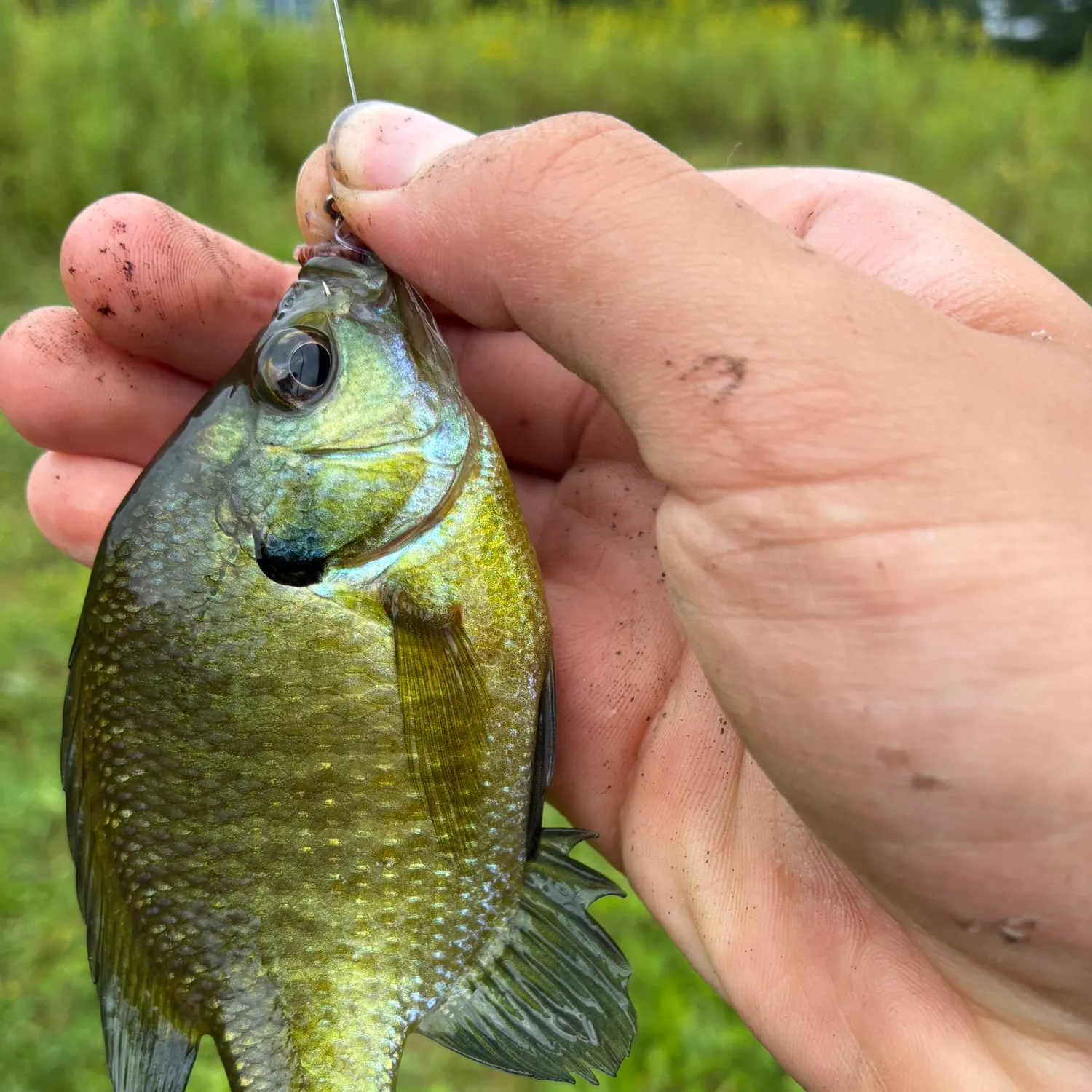Bluegill caught on Fishbrain