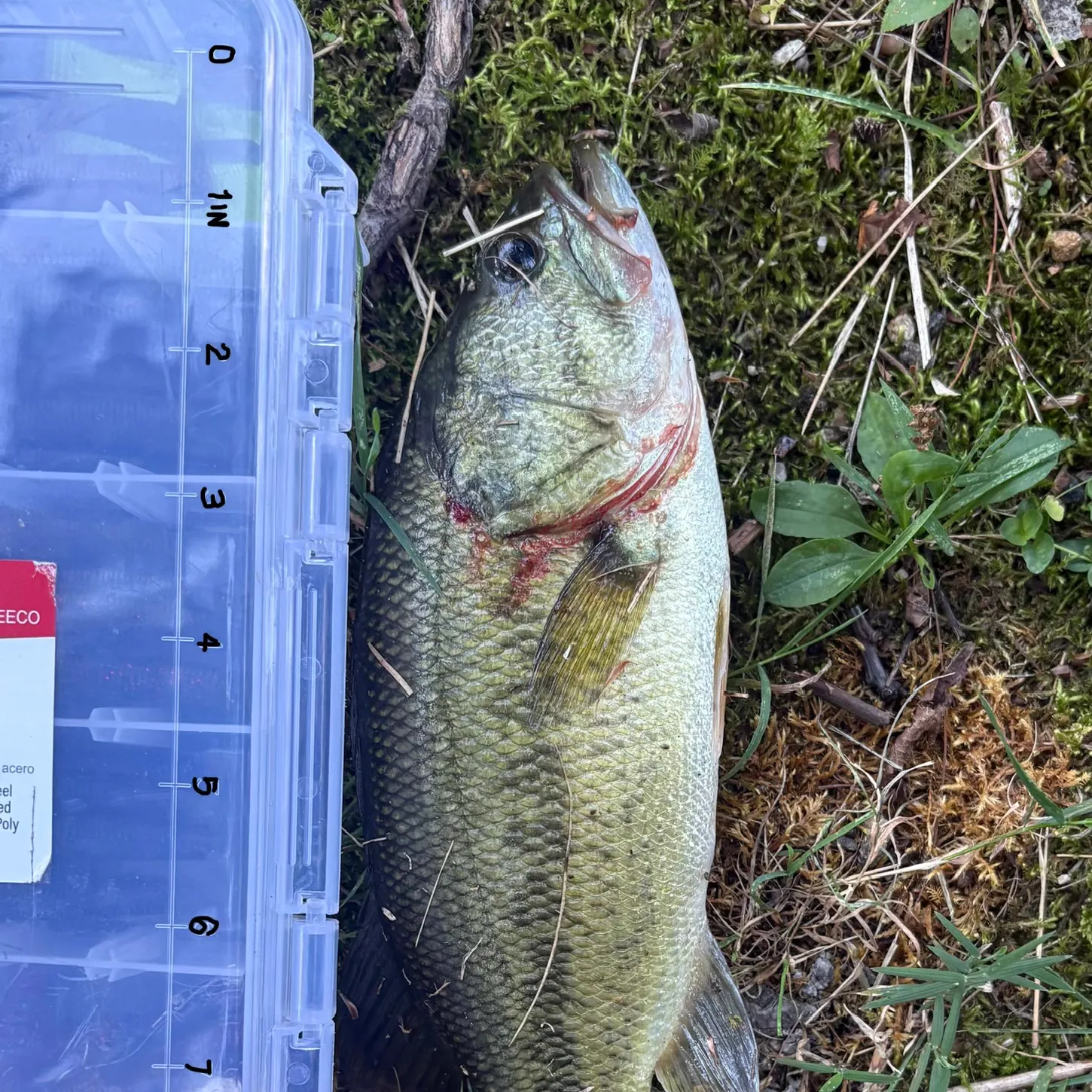 Largemouth bass caught on Fishbrain