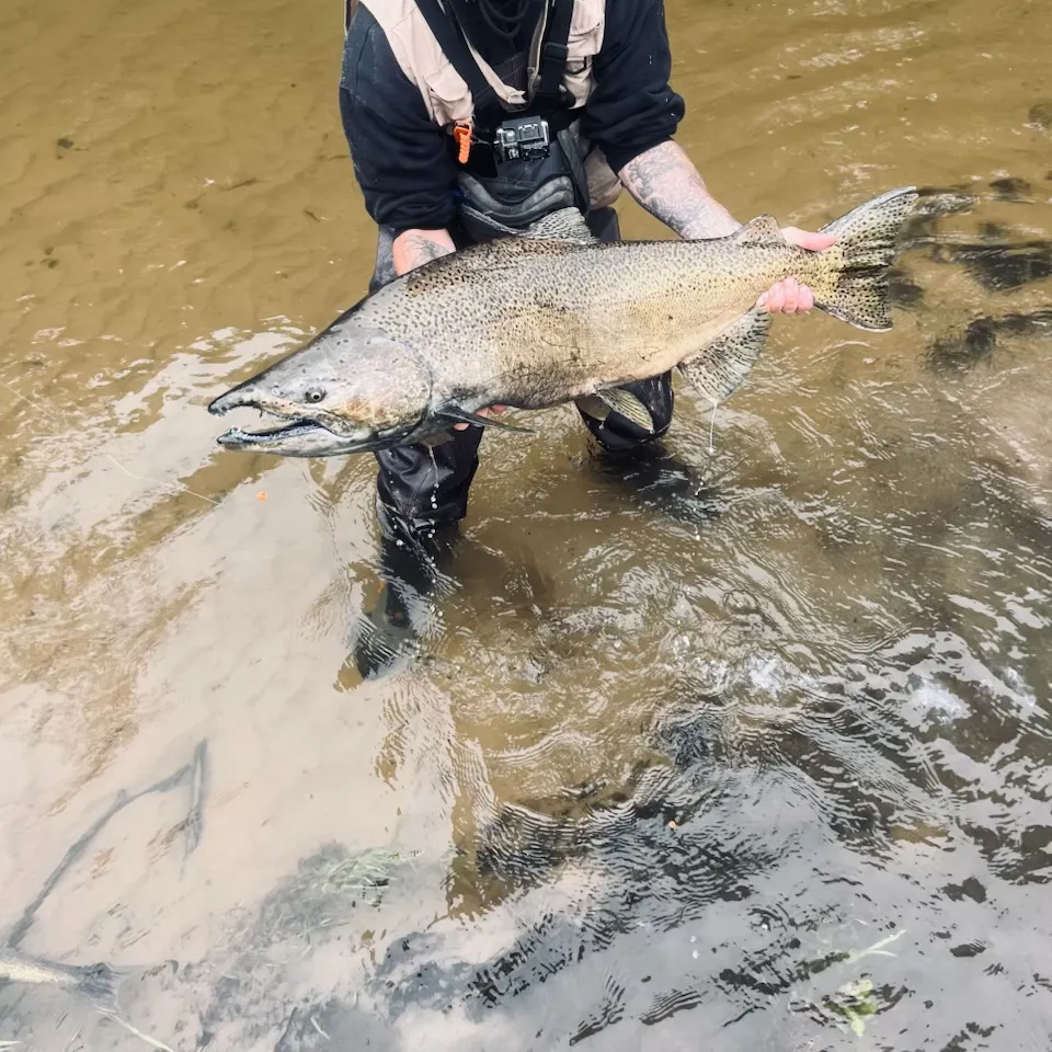 Chinook salmon caught on Fishbrain