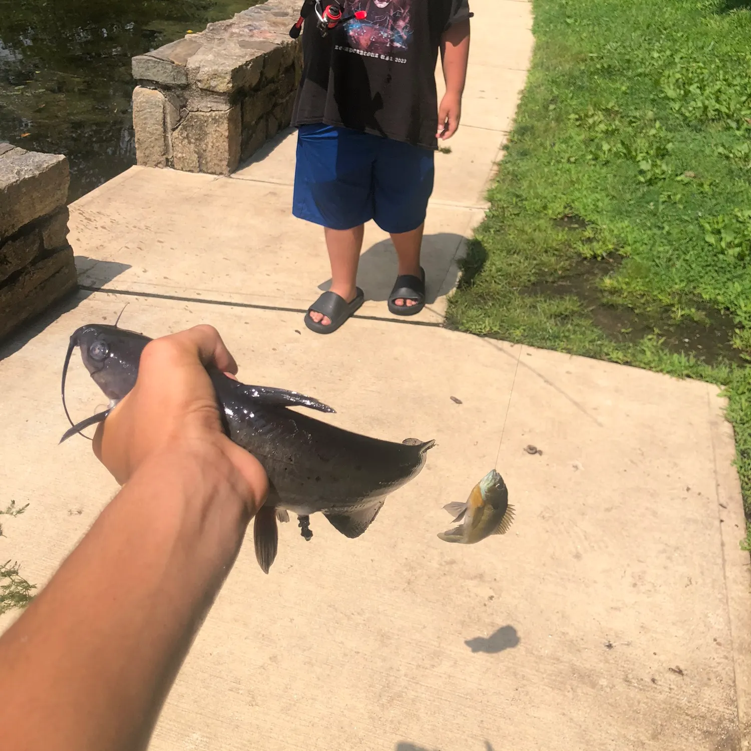 Channel catfish caught on Fishbrain