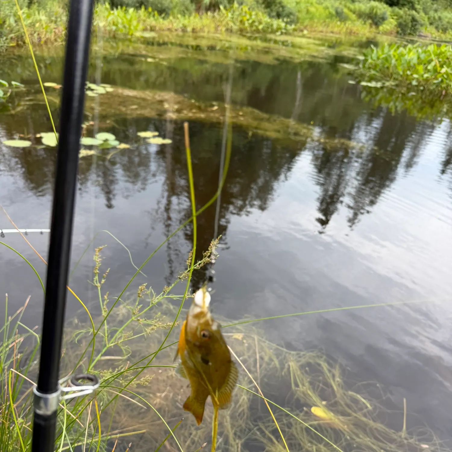 Redbreast sunfish caught on Fishbrain
