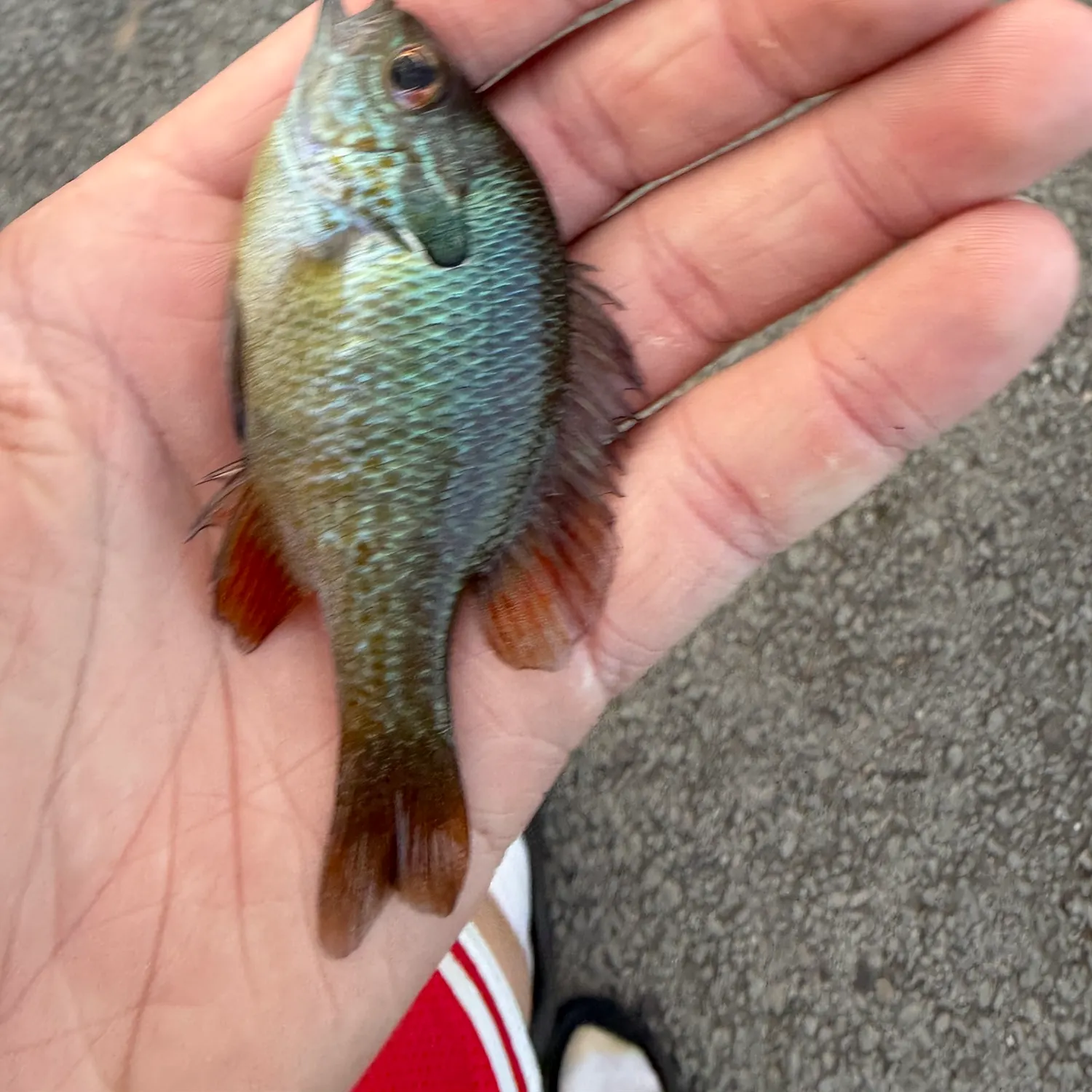 Plains longear sunfish caught on Fishbrain