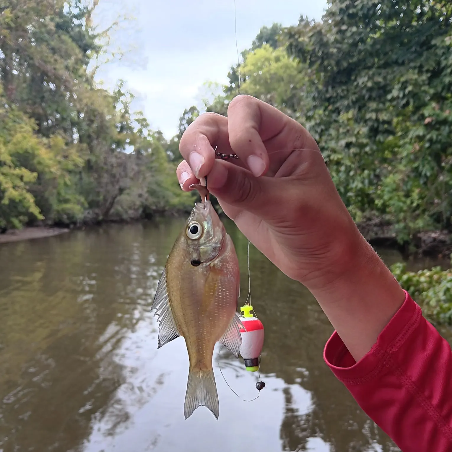 Bluegill caught on Fishbrain