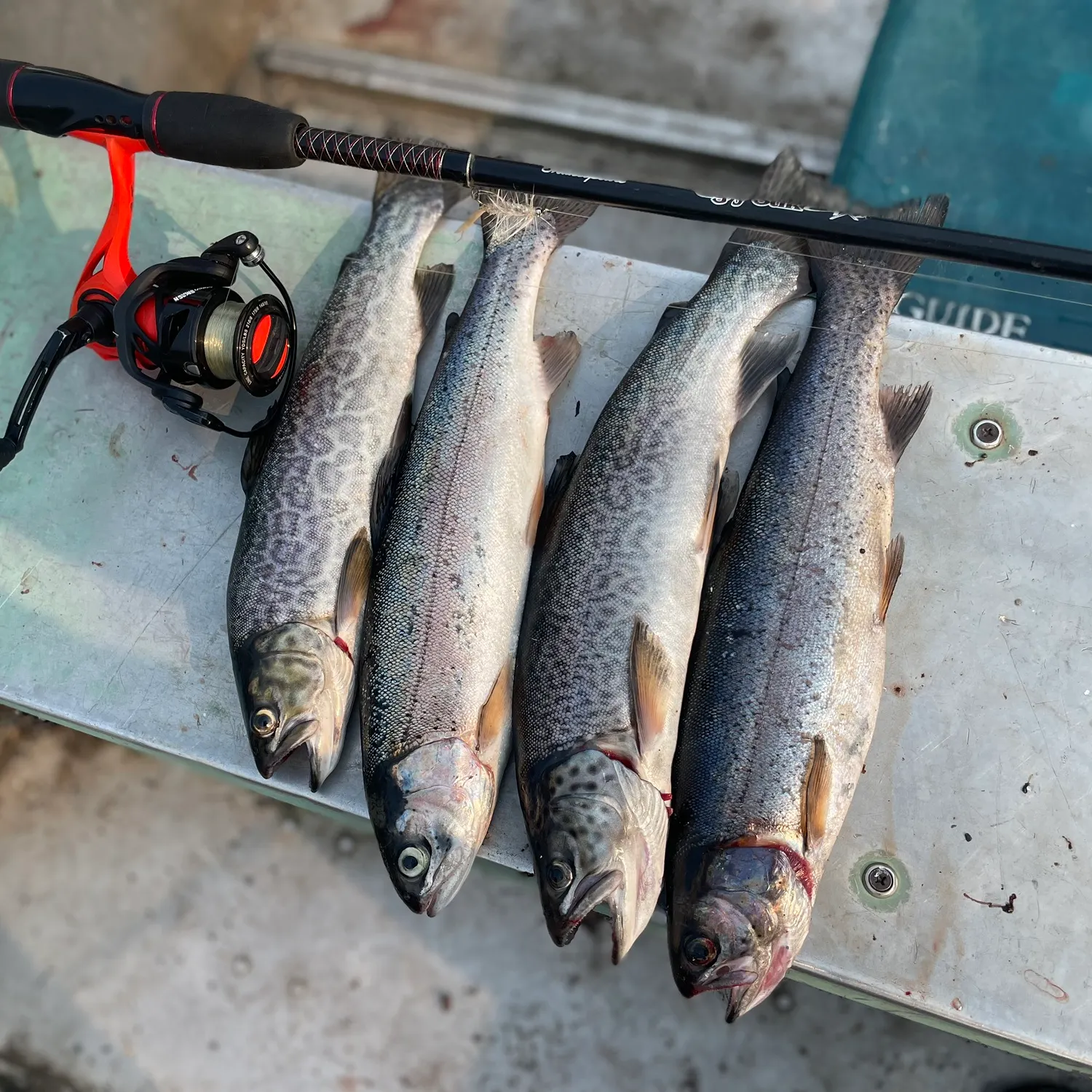 recently logged catches