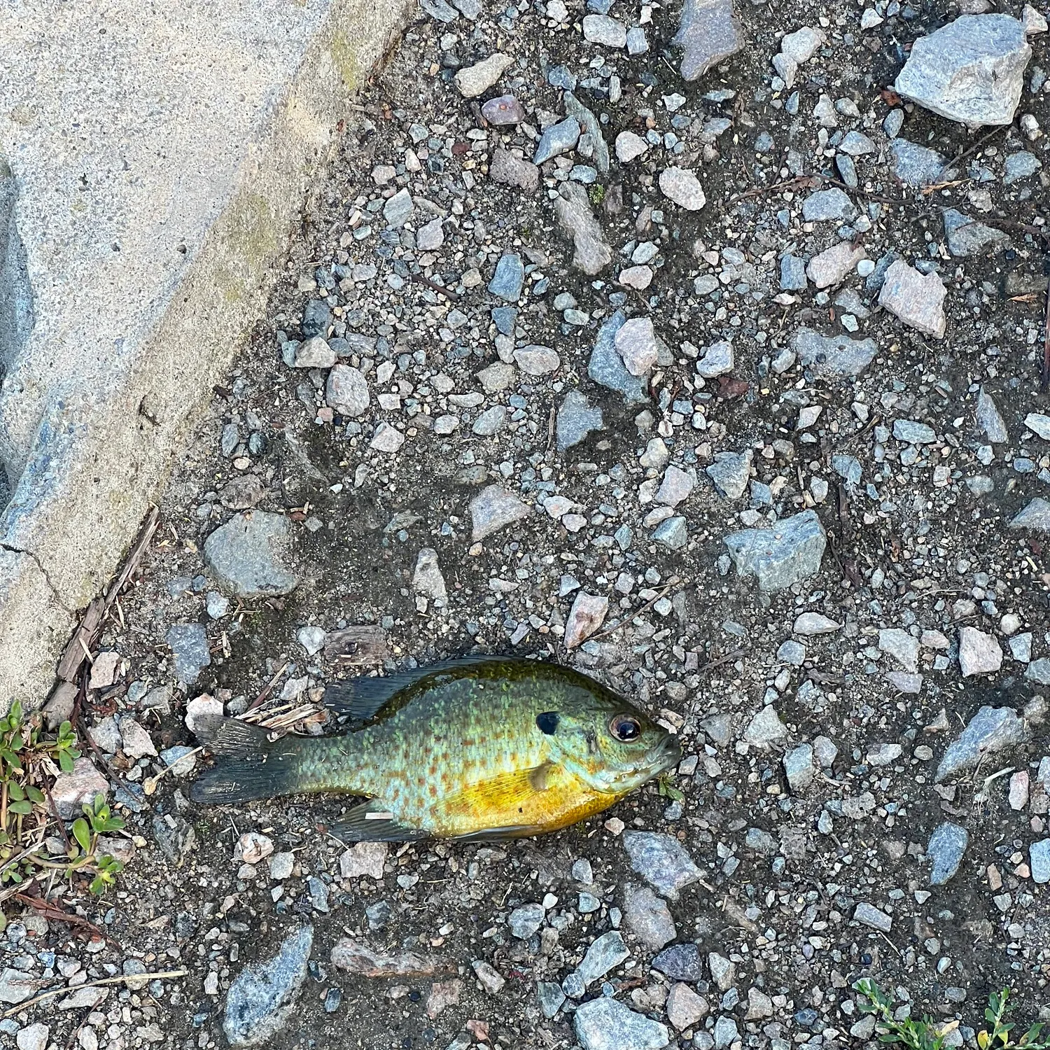 Pumpkinseed caught on Fishbrain