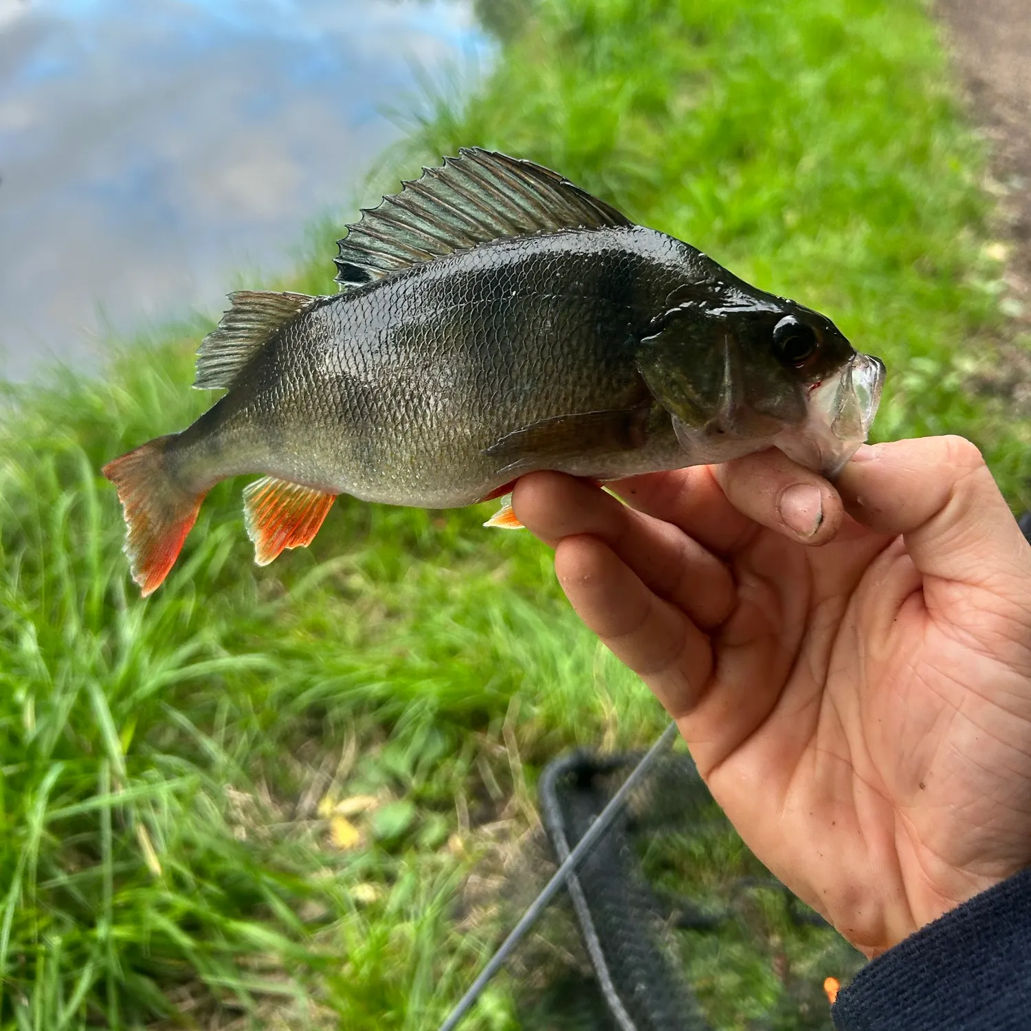 European perch caught on Fishbrain