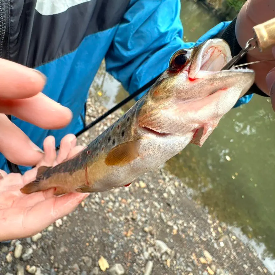 Brown trout caught on Fishbrain