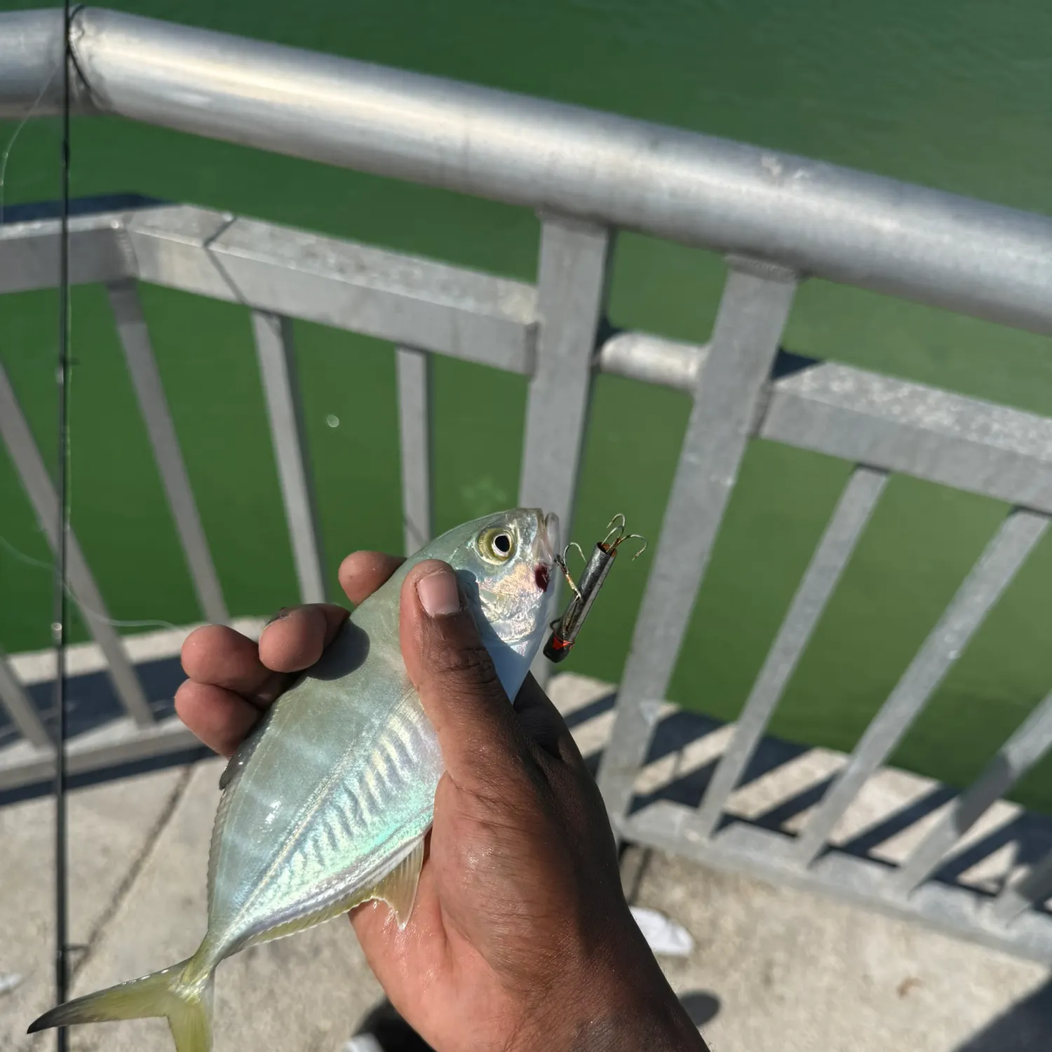 The most recent Blue runner catches on Fishbrain