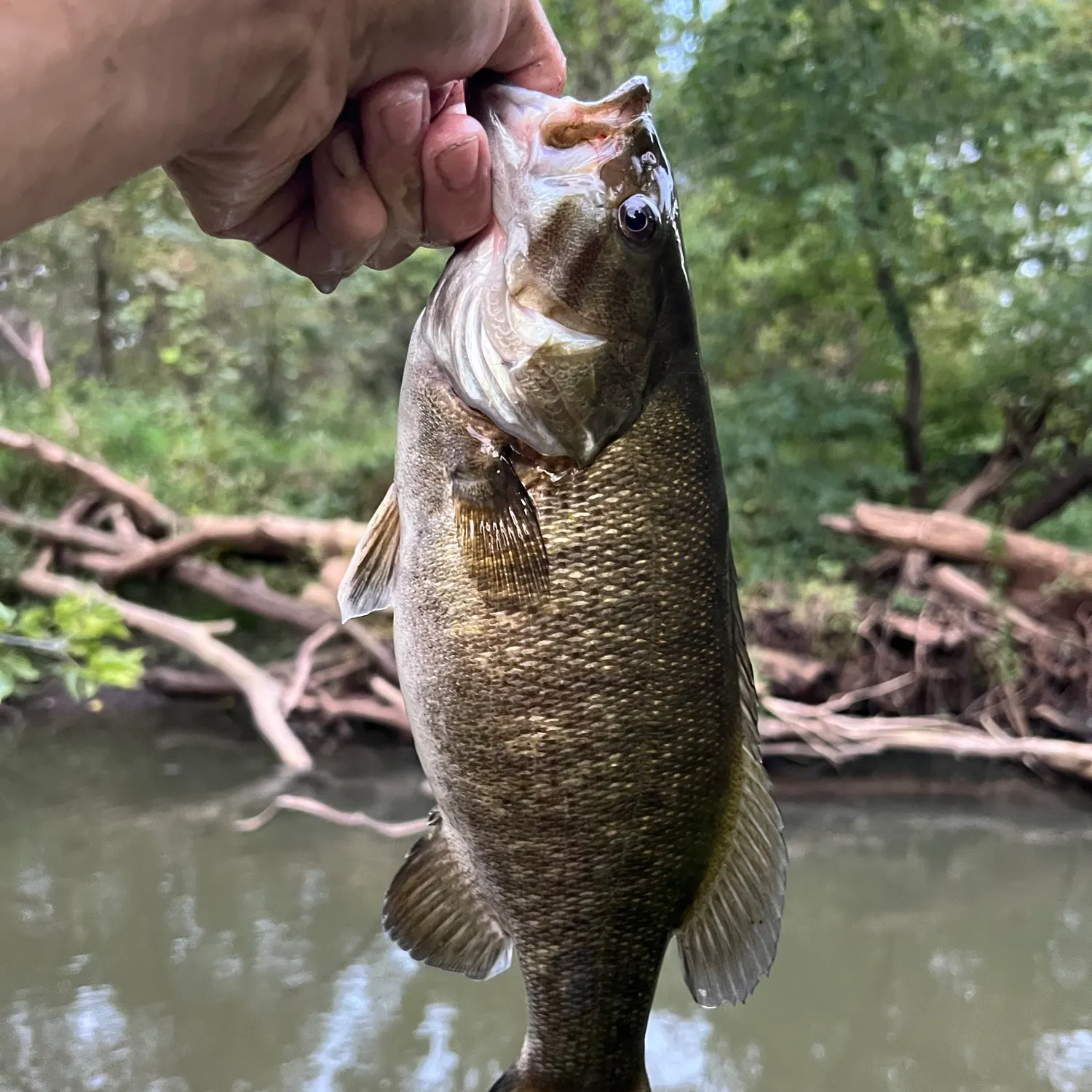 Smallmouth bass caught on Fishbrain