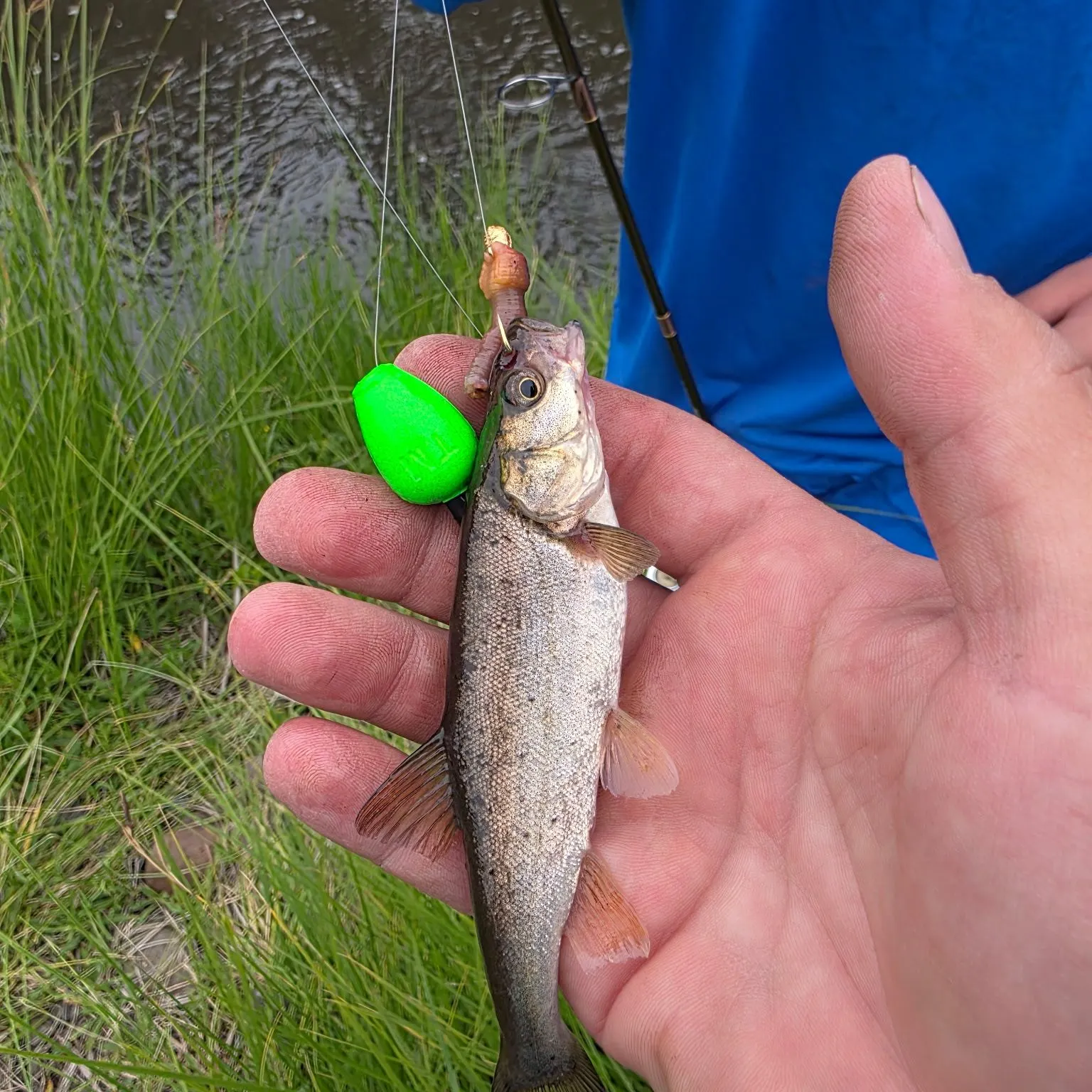 The most recent Roundtail chub catches on Fishbrain
