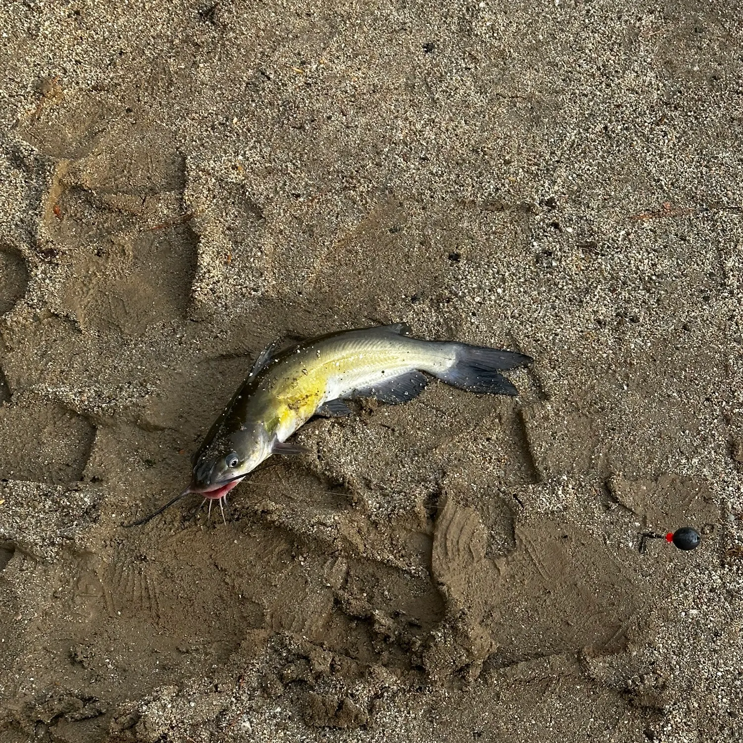 Channel catfish caught on Fishbrain