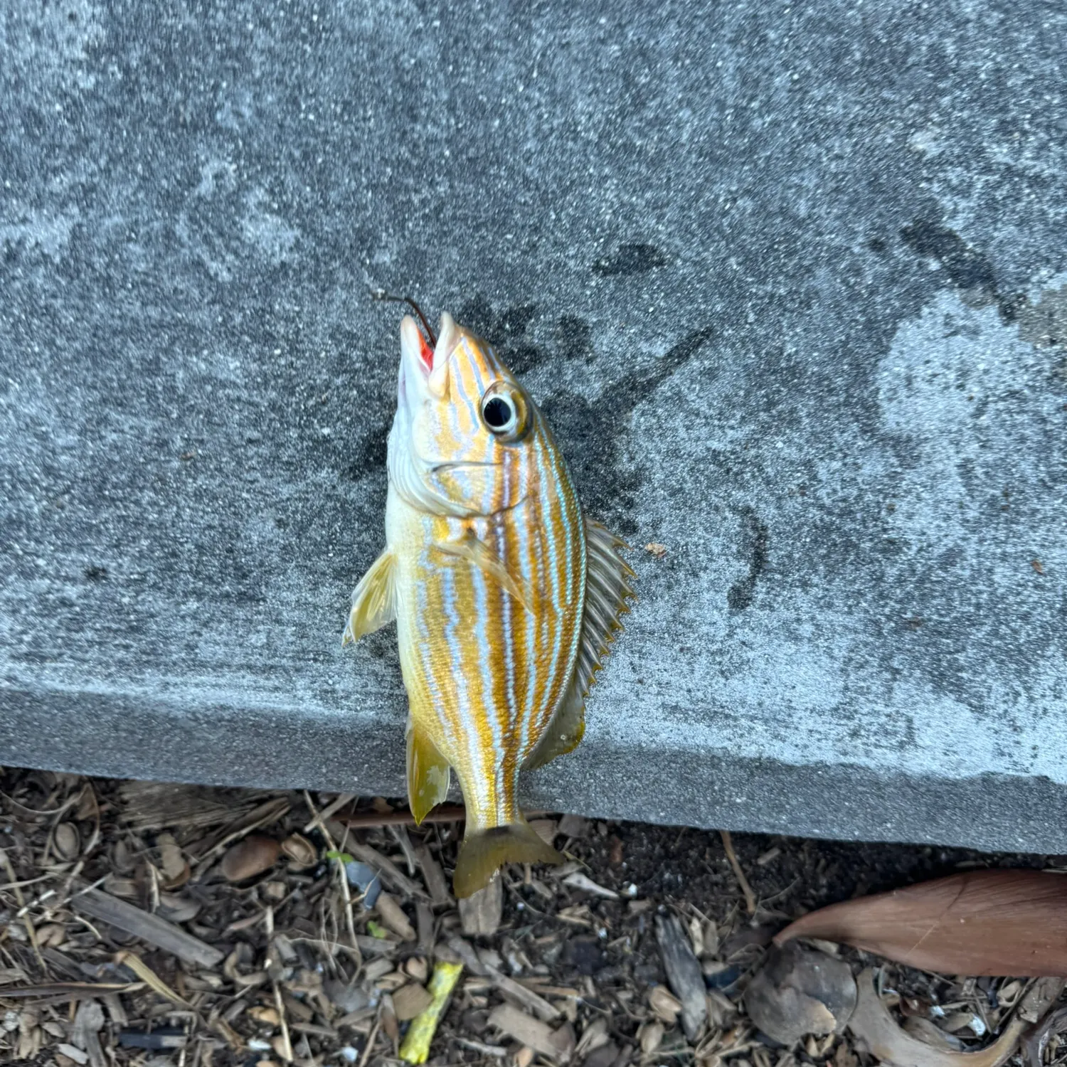 The most recent Bluestriped grunt catches on Fishbrain
