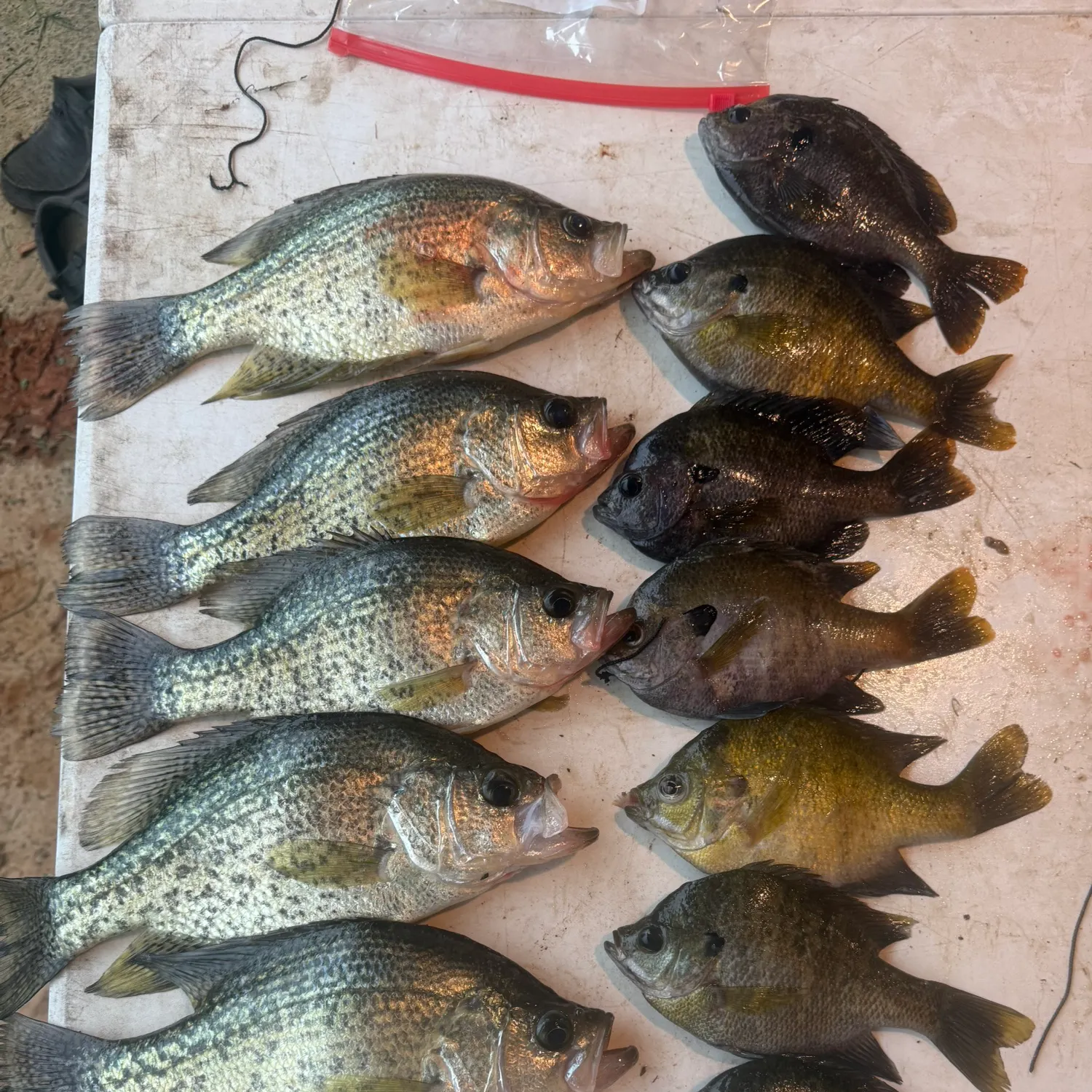 recently logged catches