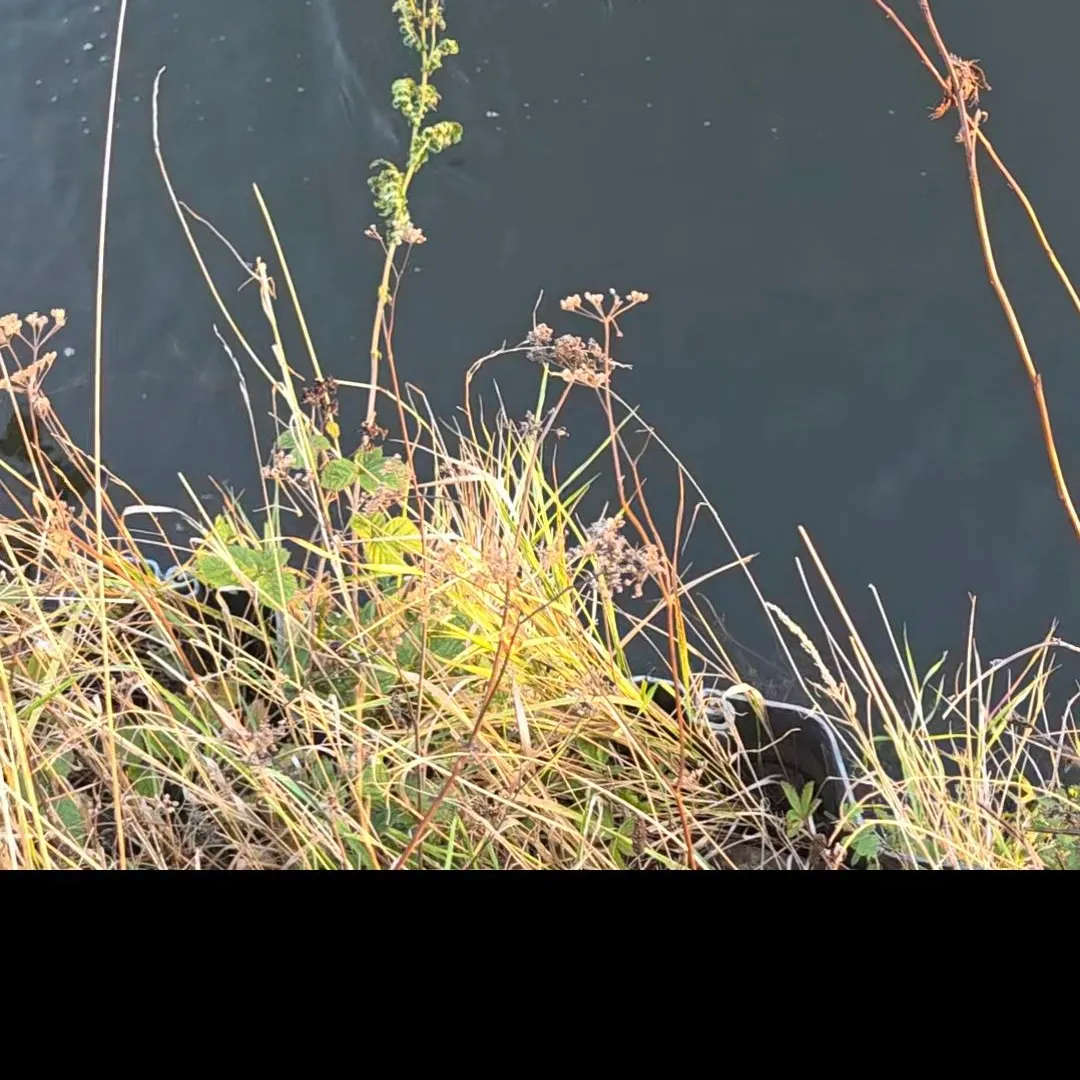 Northern pike caught on Fishbrain