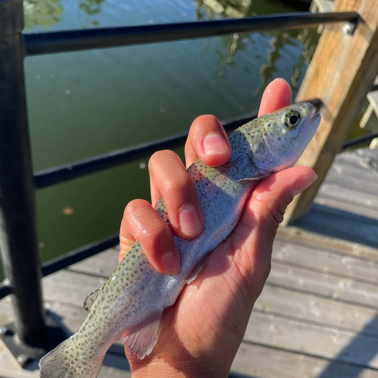 Rainbow trout caught on Fishbrain