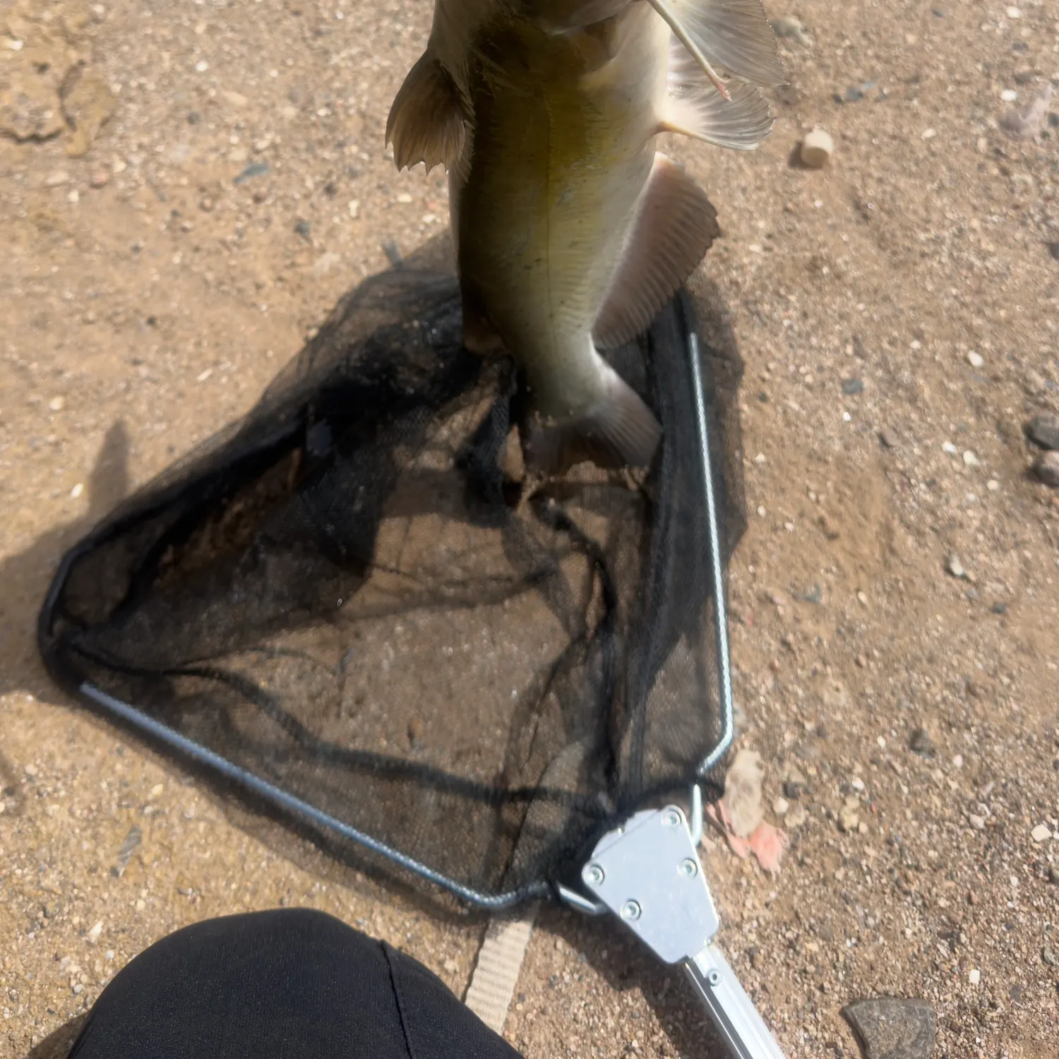 Channel catfish caught on Fishbrain