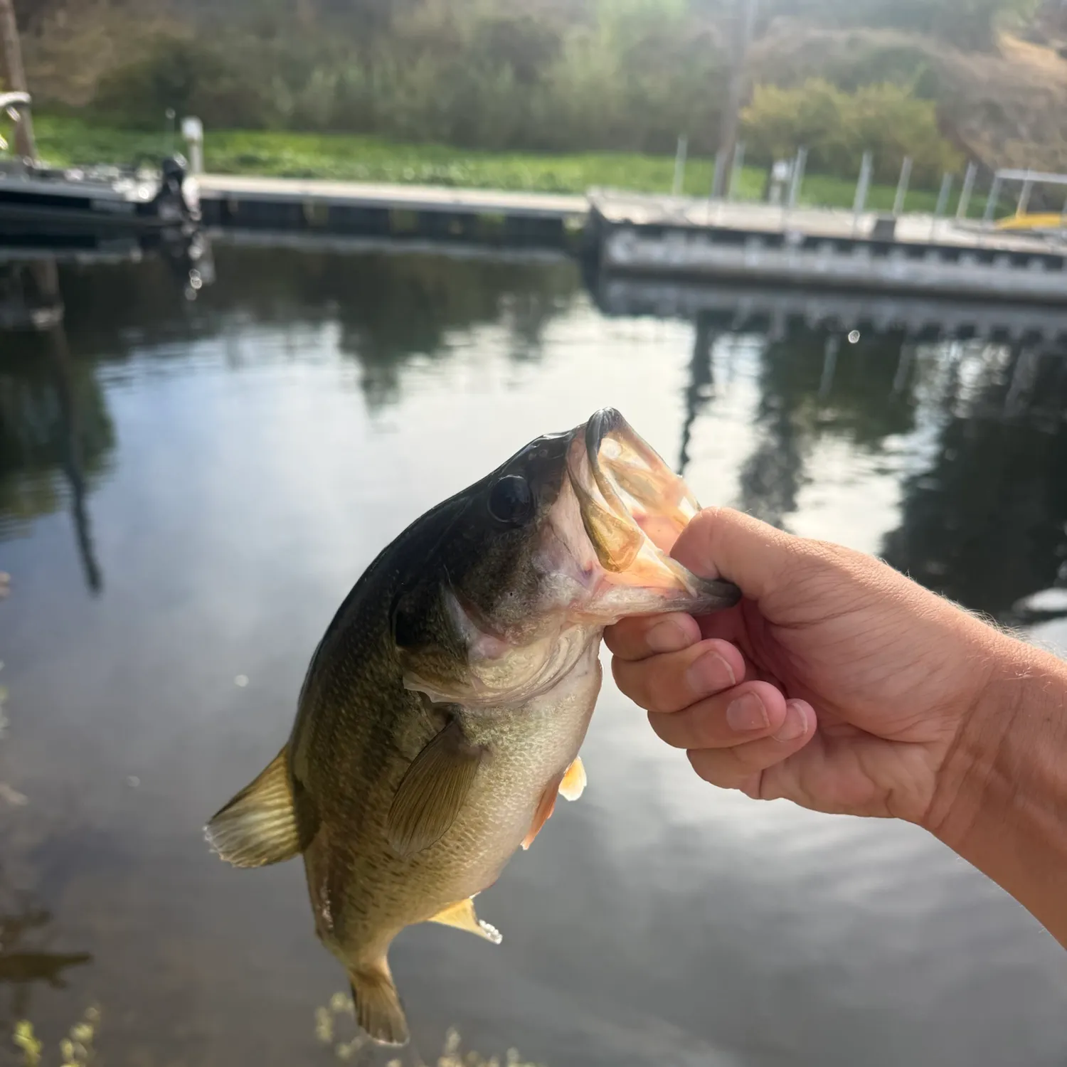 Fish caught on Fishbrain