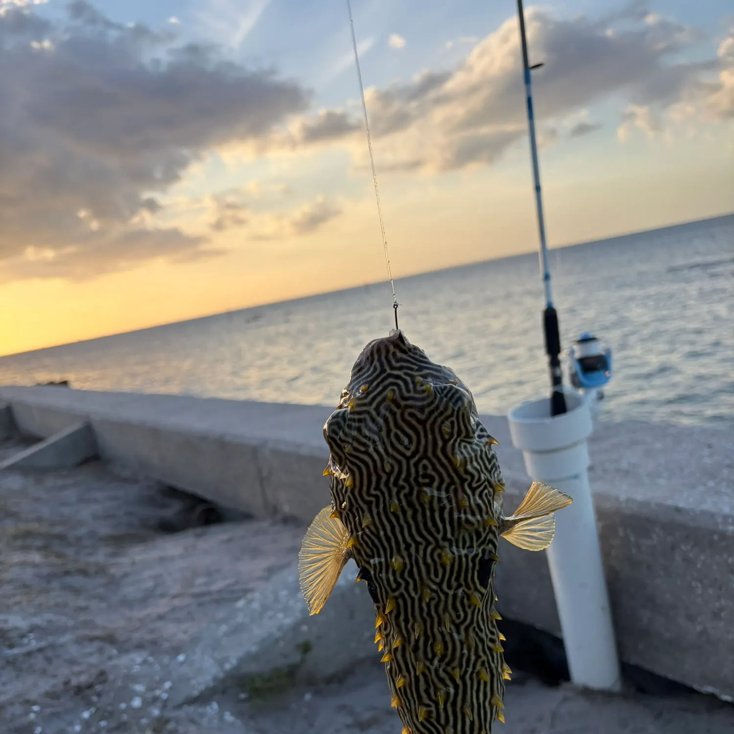The most recent Striped burrfish catches on Fishbrain